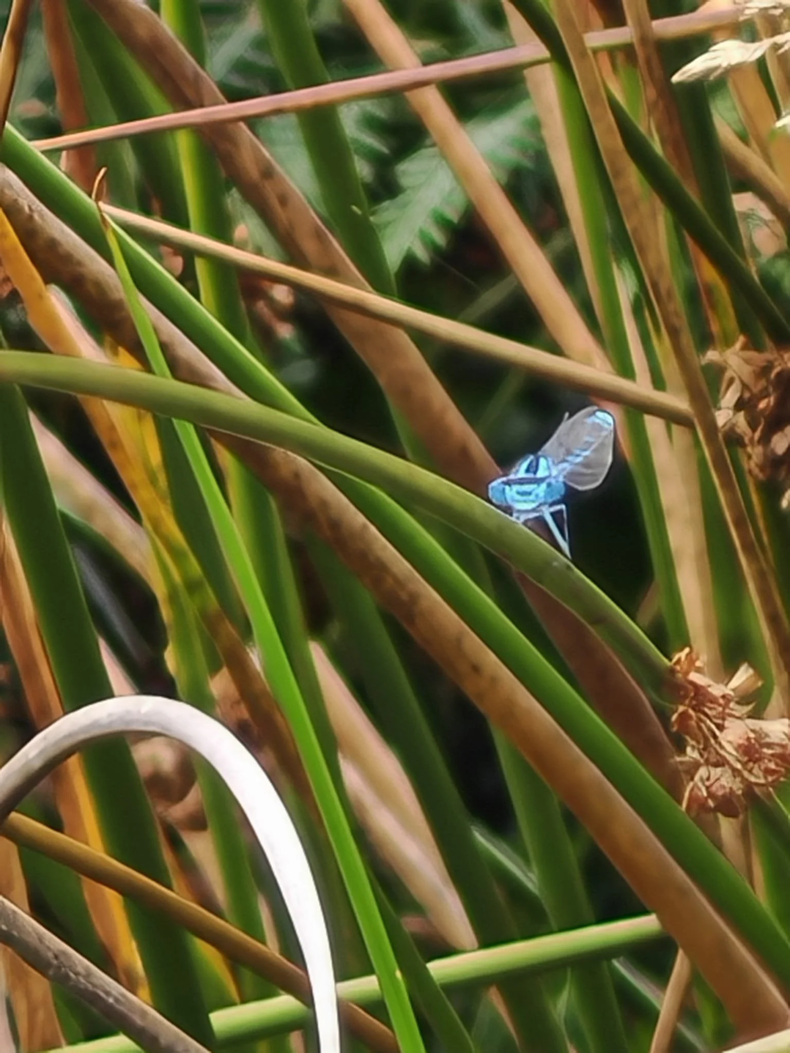 Butterfly.jpeg