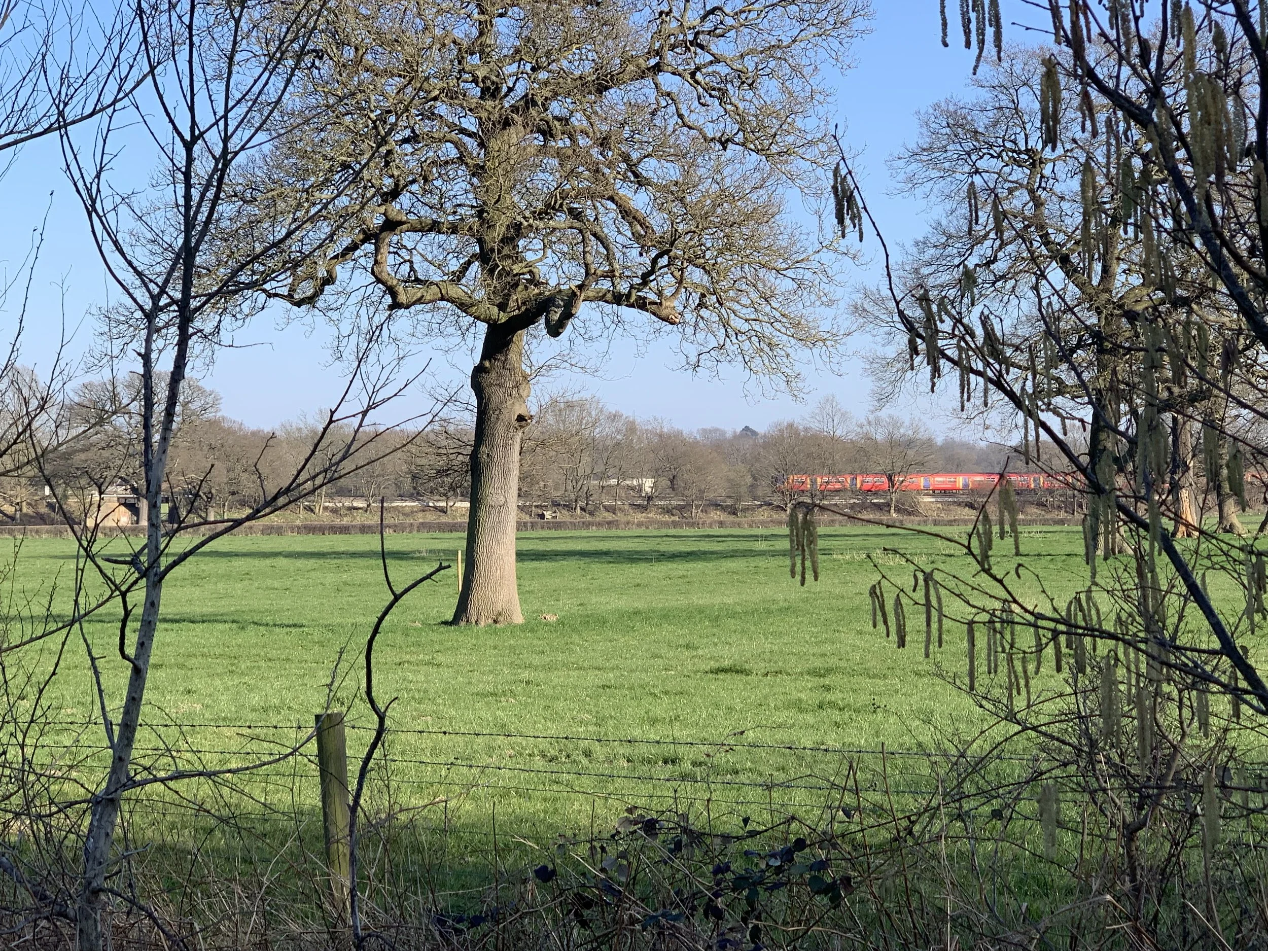 IMG_3341.jpeg