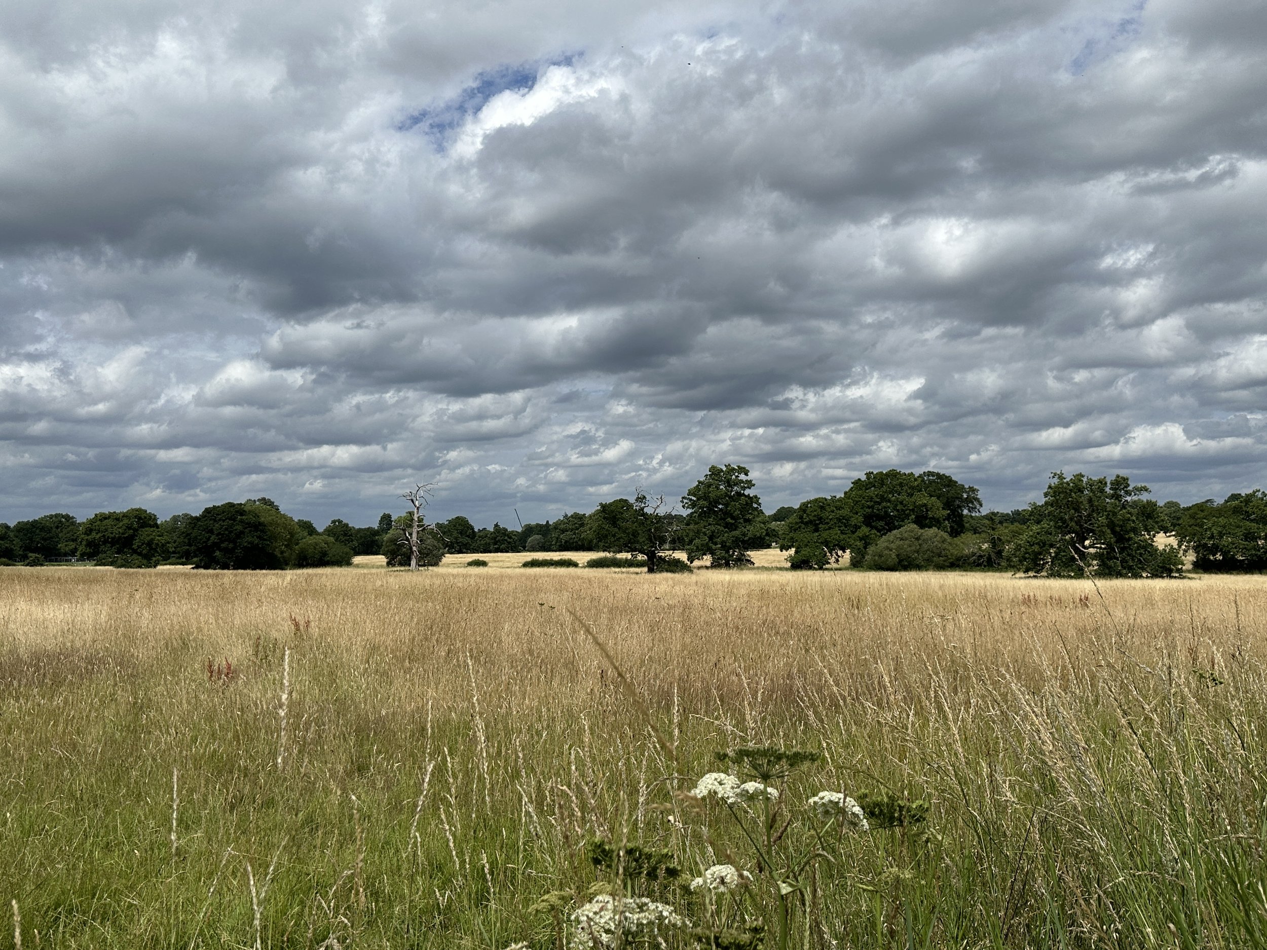 IMG_9448.jpeg