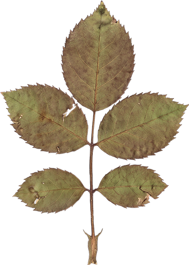 A branch with six greenish-brown leaves, some with small damage, against a black background.