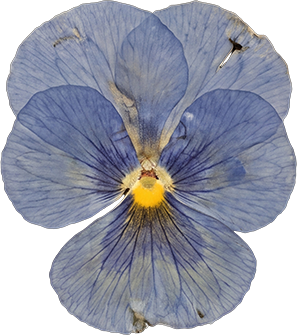 Close-up of a blue pansy flower with a yellow center