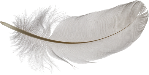 Close-up of a single white feather with soft barbs and a curved shaft.
