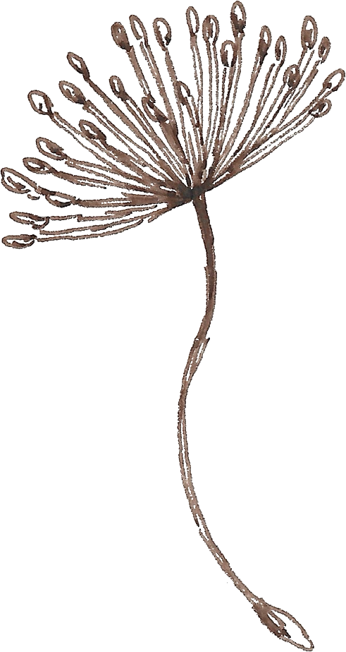 A skeleton of a dandelion seed head with a curved stem and numerous seed parachutes at the top.