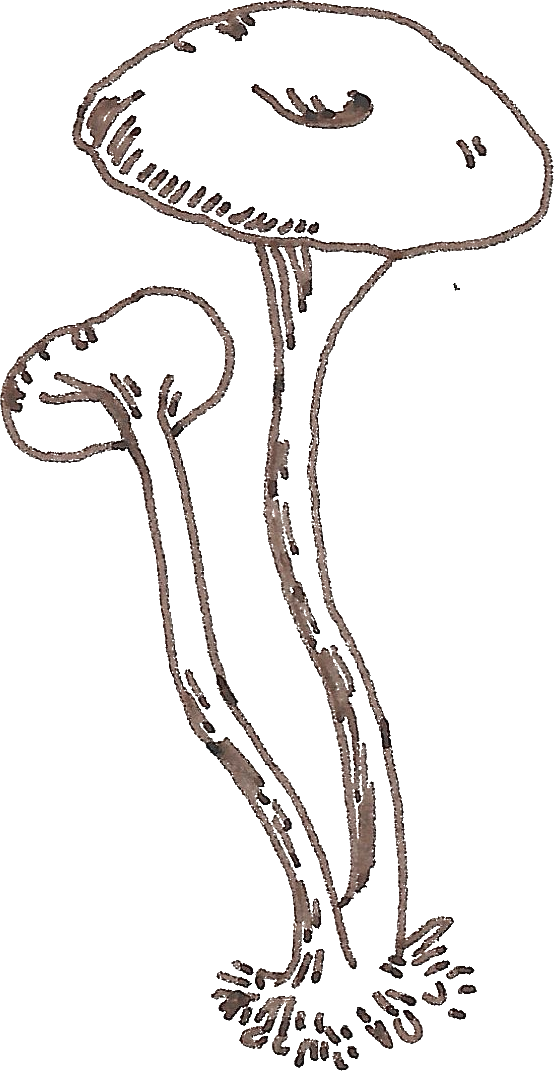 Illustration of a mushroom with a large cap, smaller cap, and long stem.