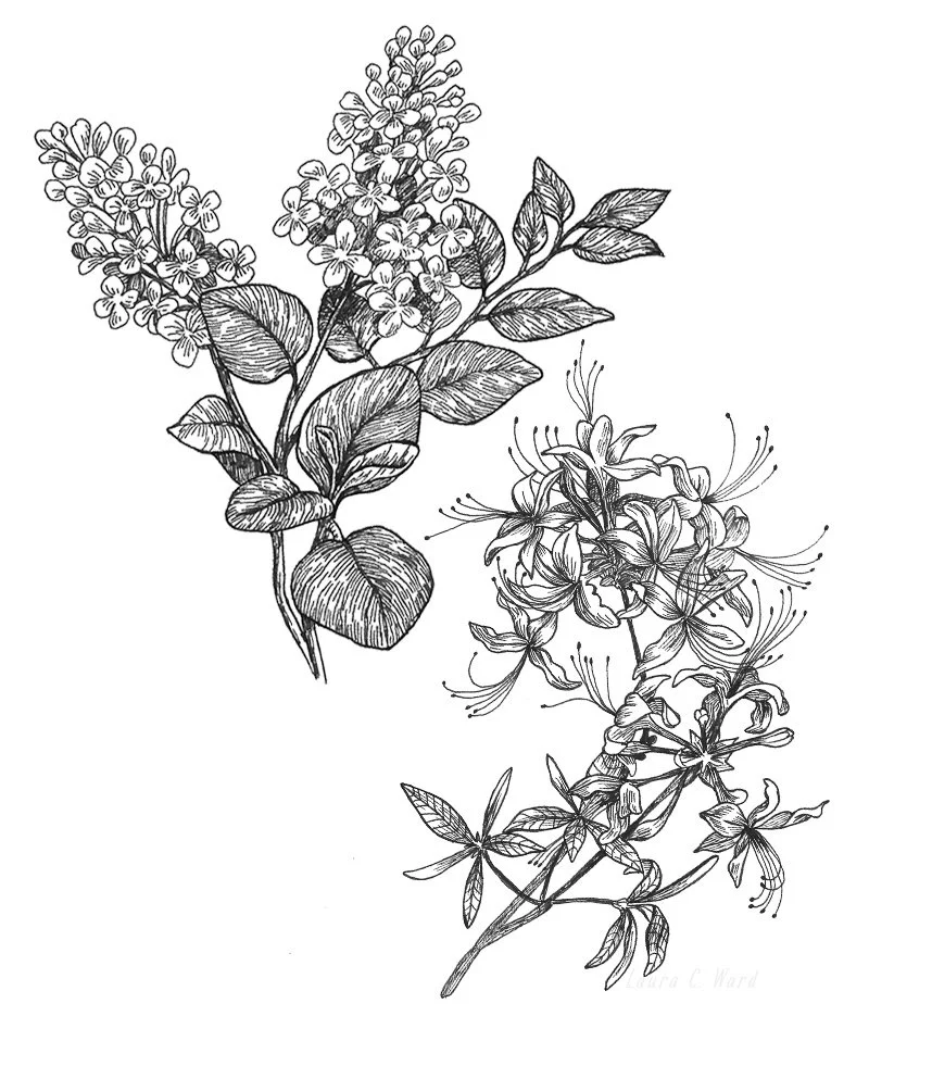 Black and white illustration of two flowering plants with detailed leaves and flowers.