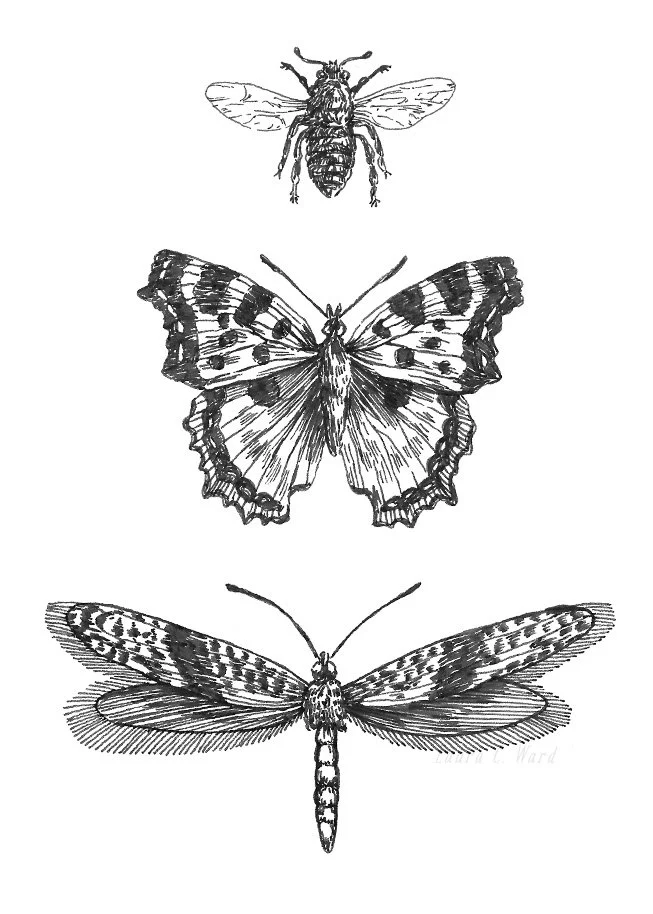 Black and white illustration of three insects: a bee at the top, a butterfly in the middle, and a dragonfly at the bottom.