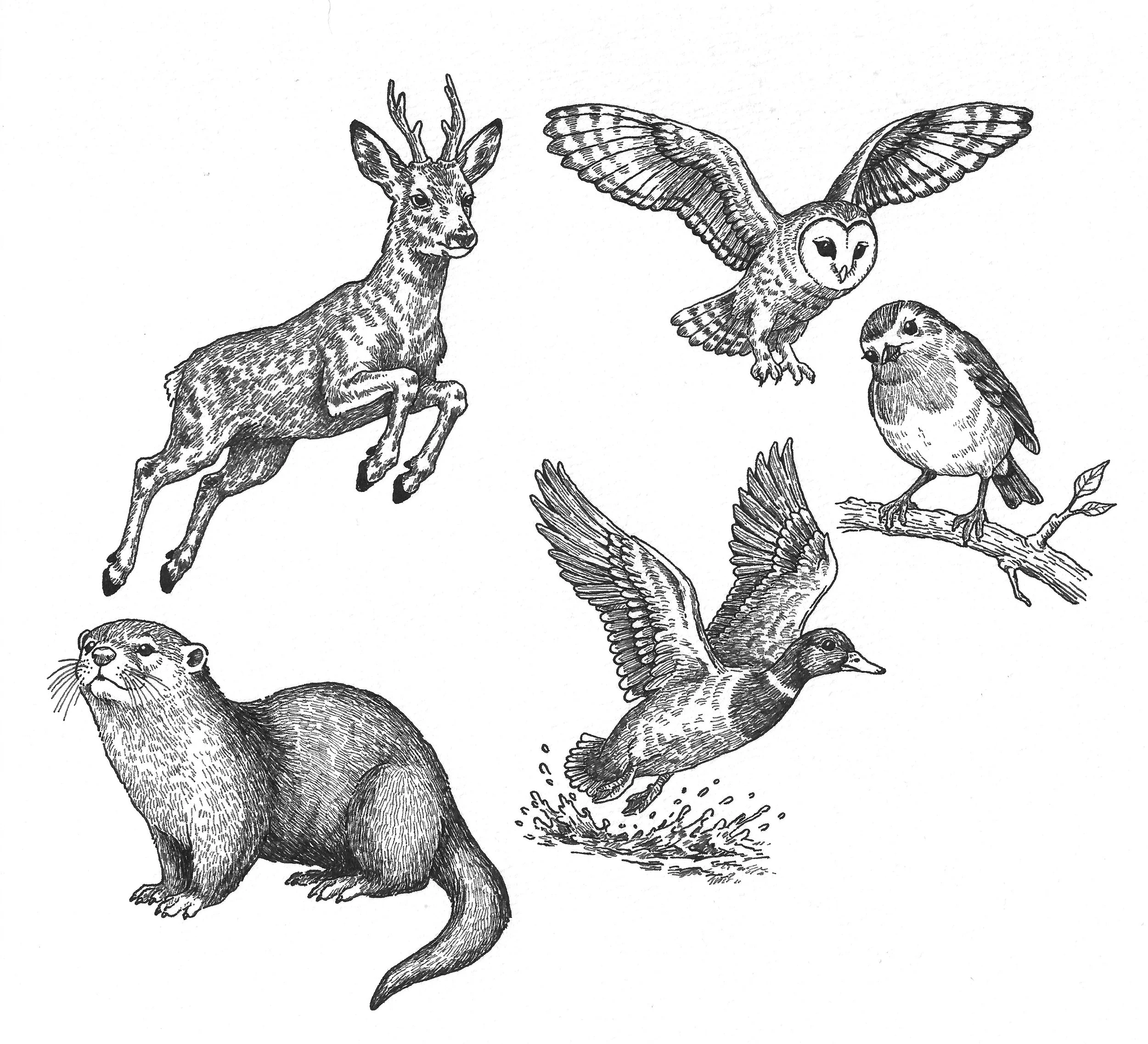 Black and white illustration featuring a deer, an owl in flight, a cat sitting on a branch, and a small bird standing on the ground.