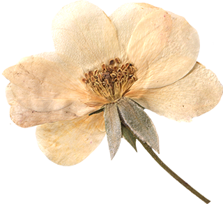 A dried, pale-colored flower with a brown center and greenish-gray leaves.