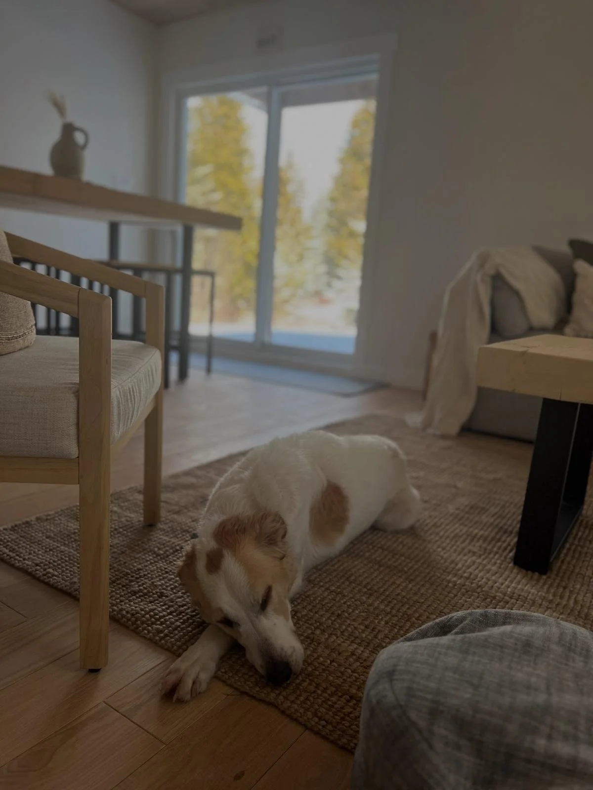 A dog resting on a jute rug in the Tobermory cottage living room, with a wood-framed accent chair and sliding glass doors overlooking the trees - Vogman Design + Build.