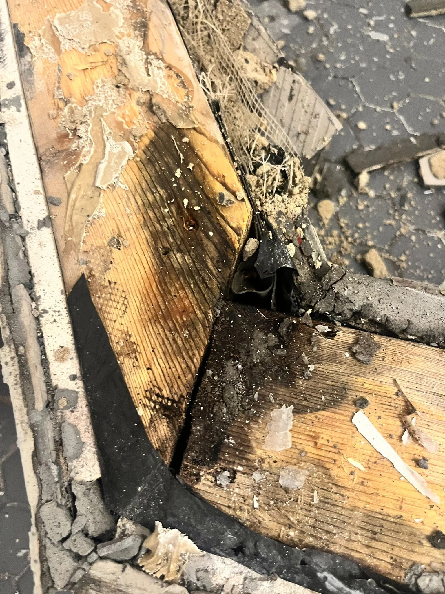 Close-up of black mold found on exposed wood framing and subfloor during demolition