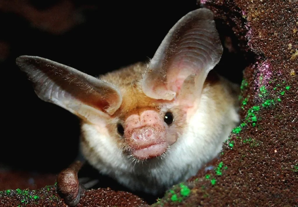 Pallid bat, face-on, ears up.