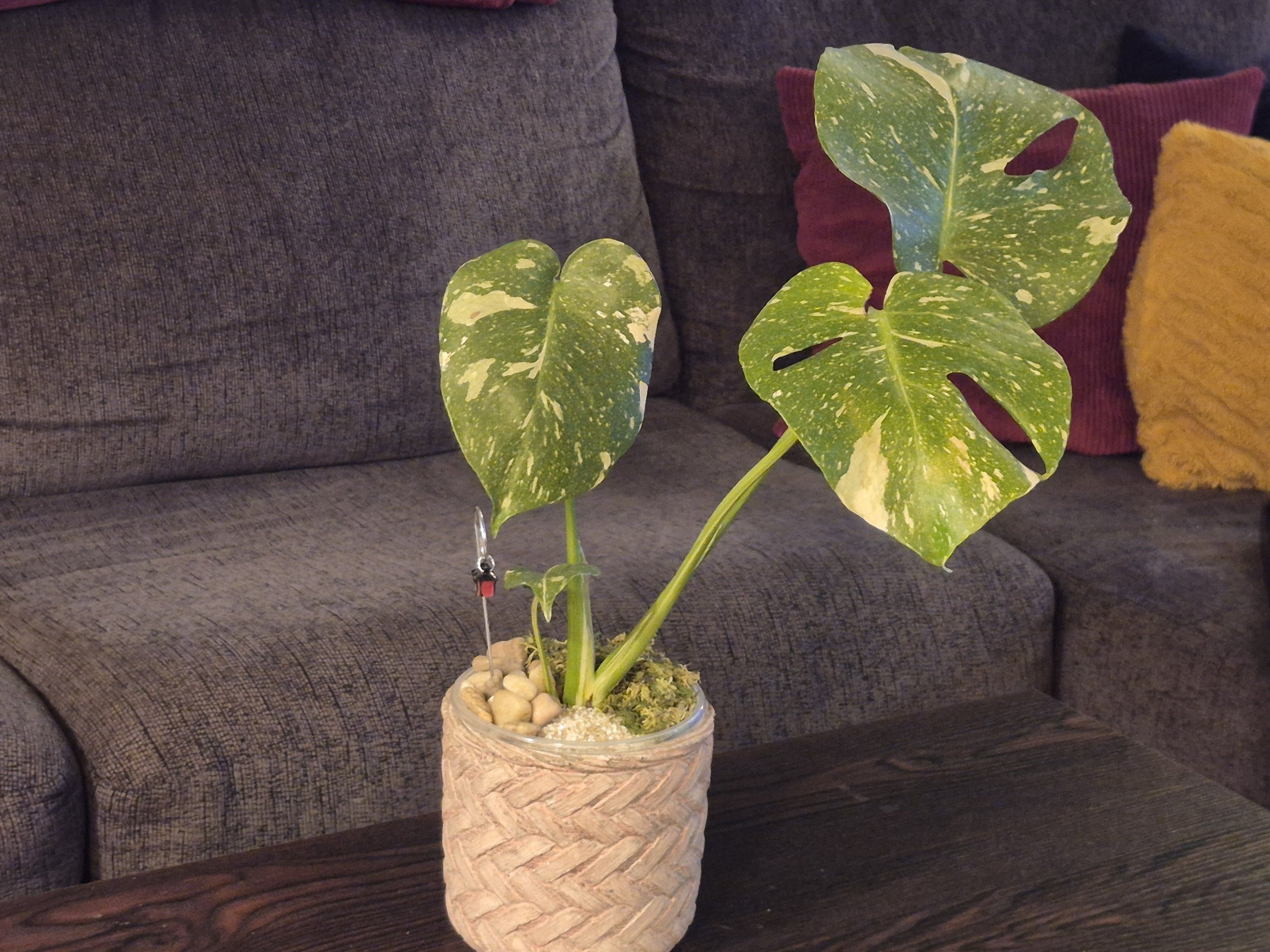 Rare Variegated Monstera Thai Constellation Statement Planter