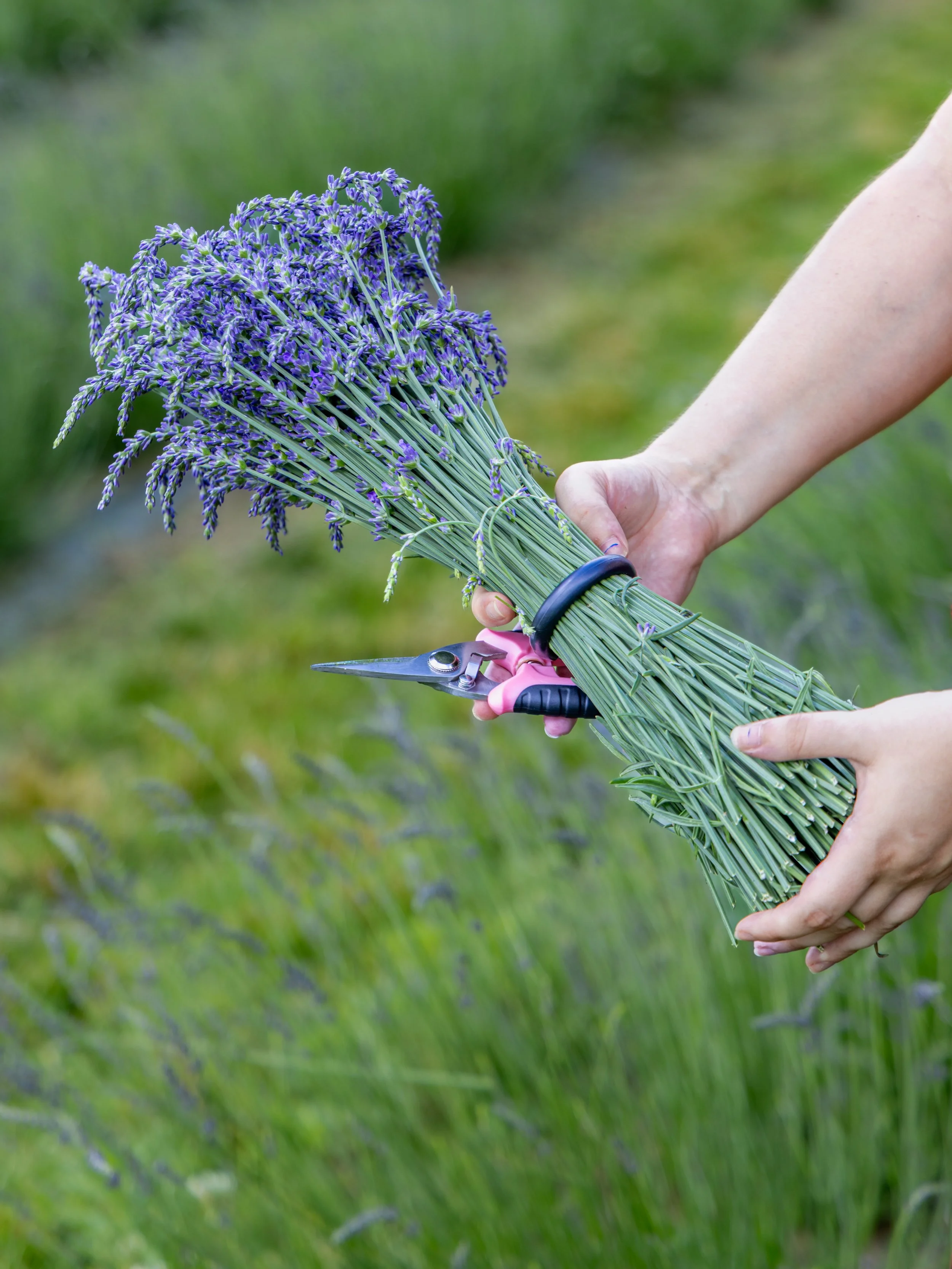Person cutting a bunch of purple lavender flowers outdoors with pruning shears.