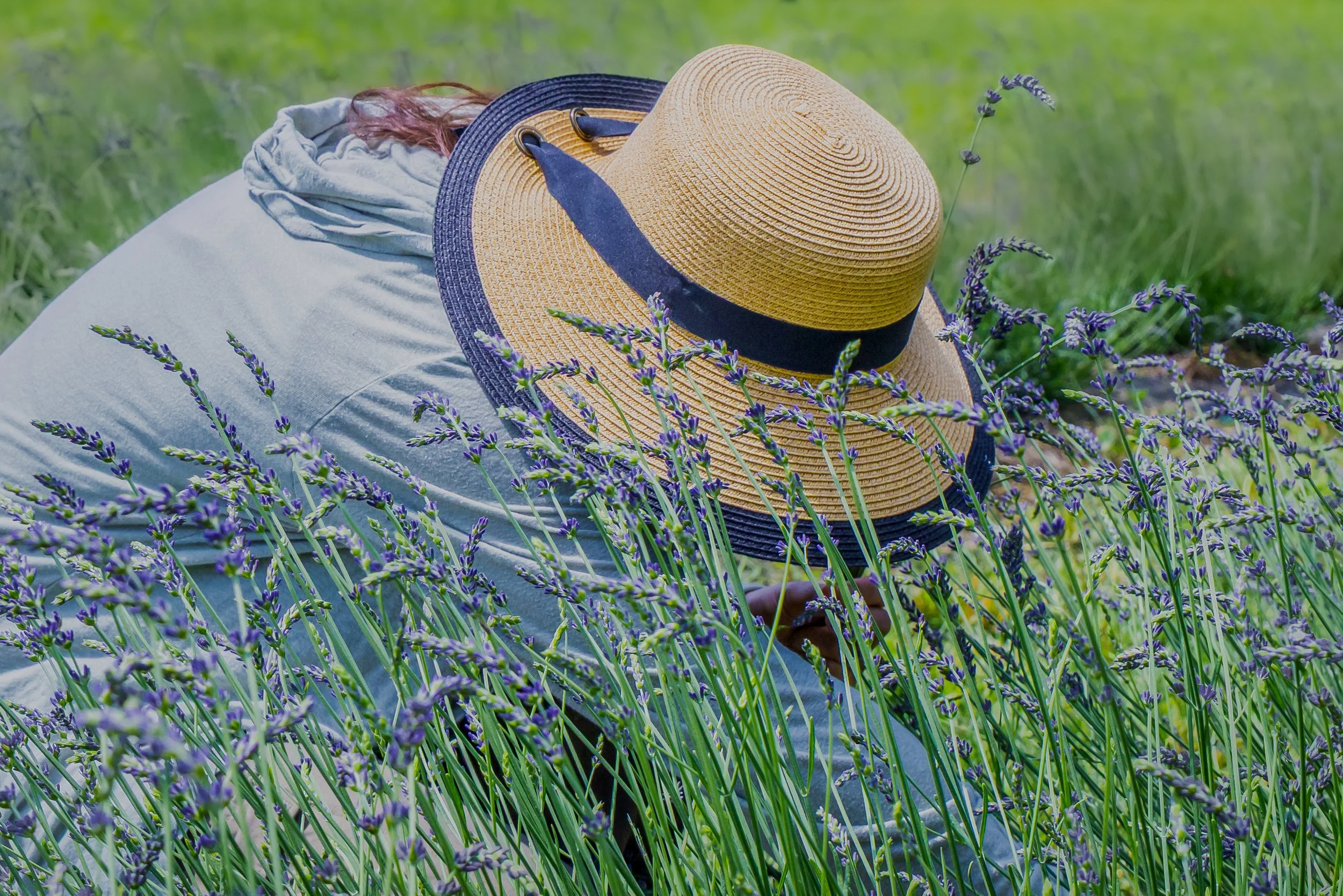 Person harvesting lavender field with a wide-brimmed straw hat and a white hoodie.