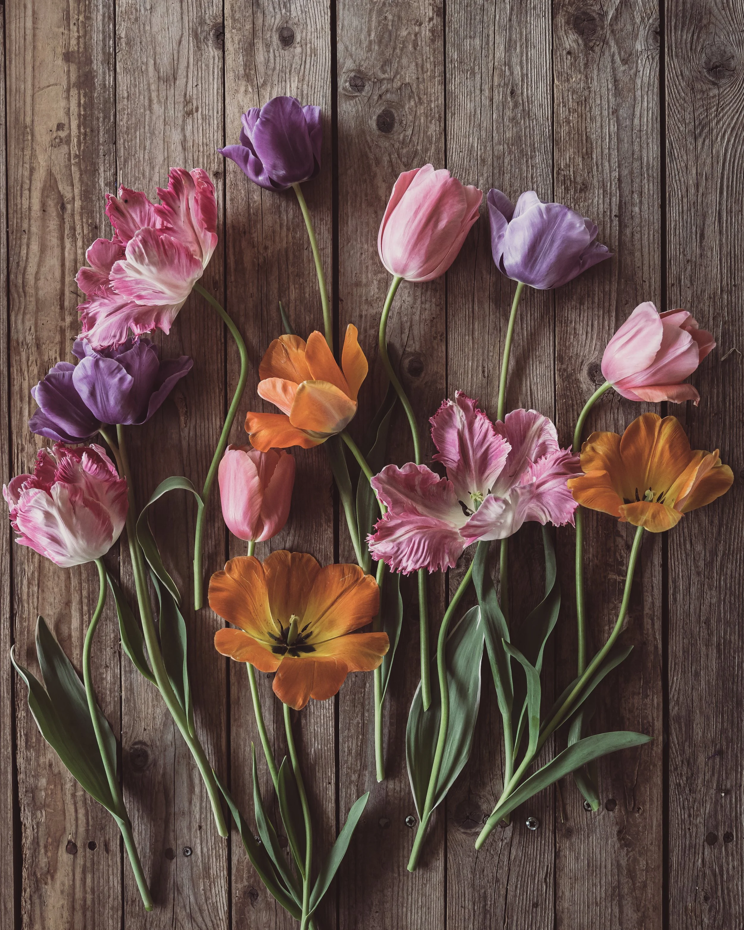 Colorful tulips in pink, purple, orange, and peach shades arranged on a rustic wooden background.