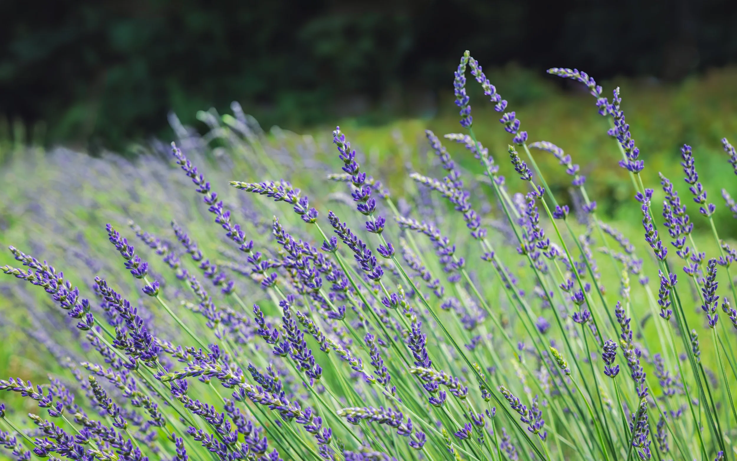 Close-up of purple lavender flowers growing outdoors with a blurred green background.