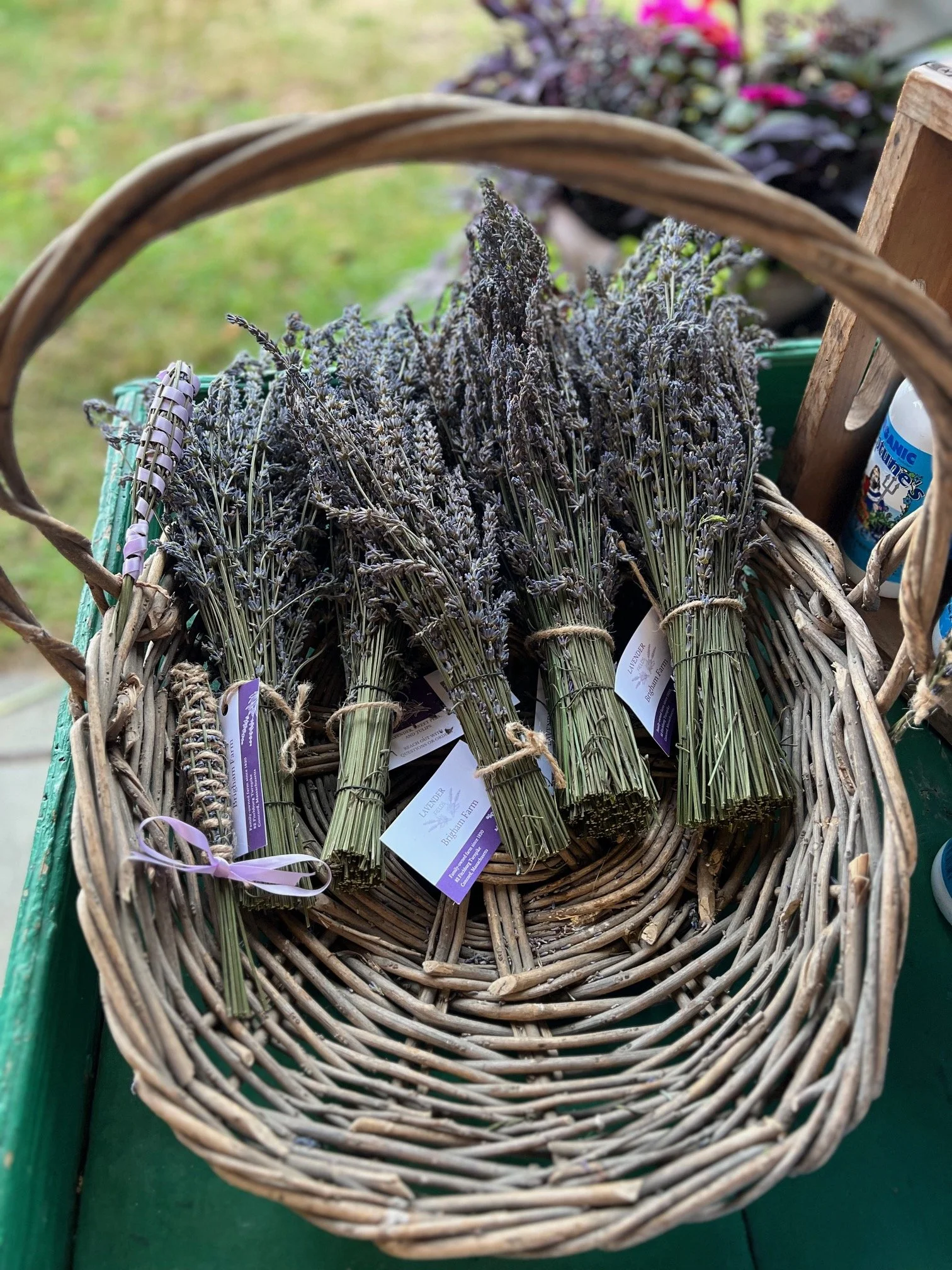 Bundles of dried lavender tied with purple ribbons in a wicker basket outdoors.