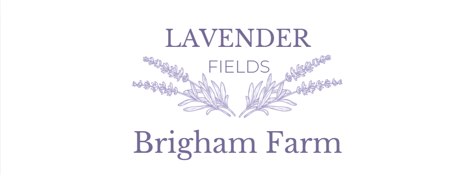 The Lavender Fields at Brigham Farm