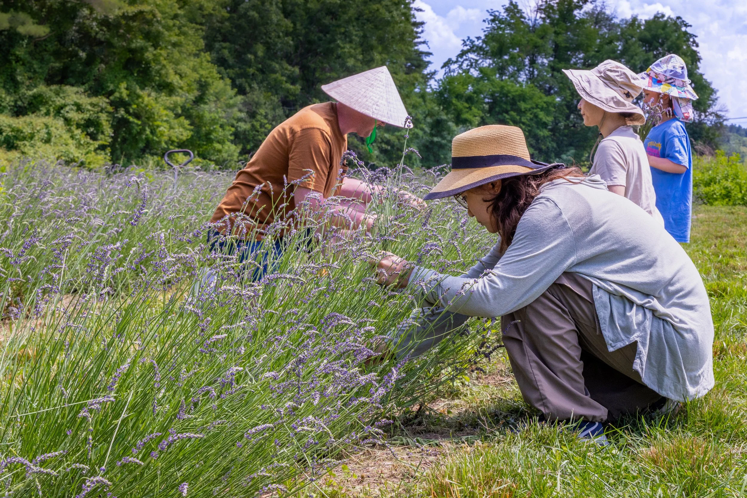 Group of people inspecting and picking lavender plants in a farm with trees in the background during daytime.
