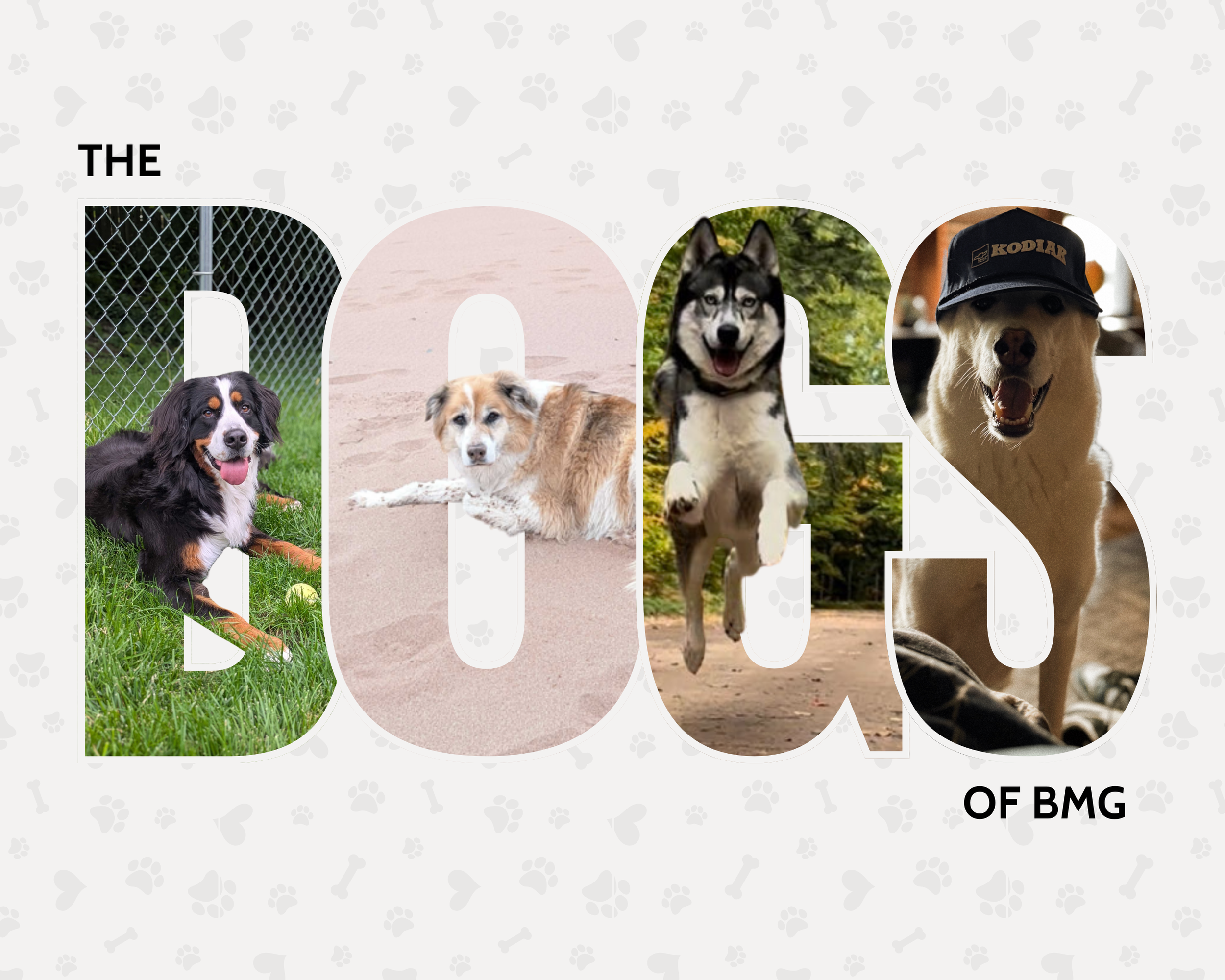 Collage of four dogs in different outdoor settings with a light gray background and small paw prints.