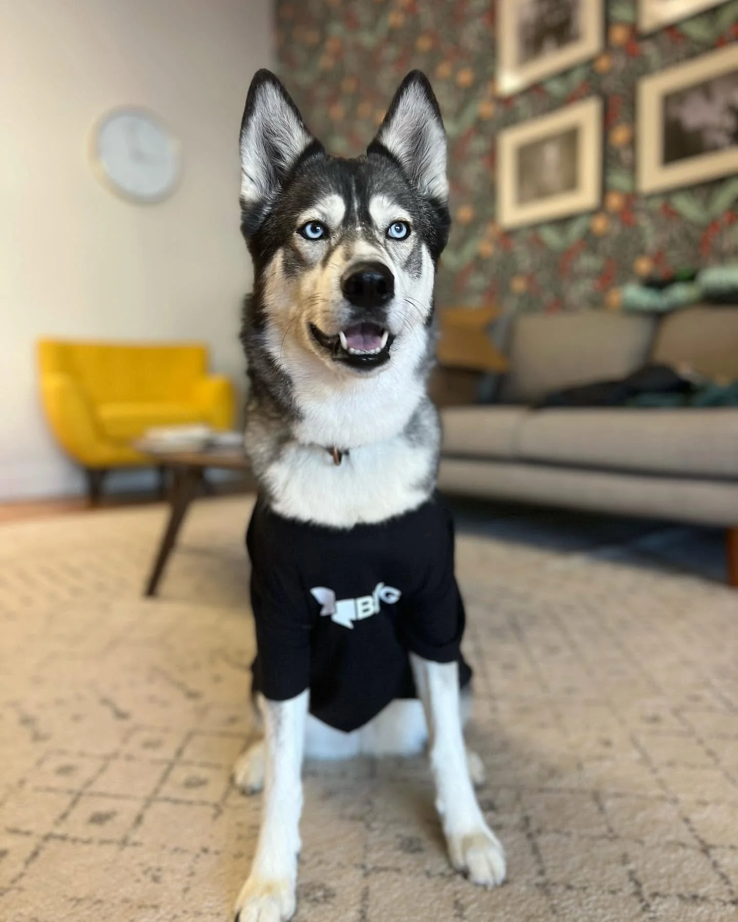 A Siberian Husky dog with blue eyes wearing a black hoodie, sitting indoors in a living room with furniture and a patterned wall in the background.