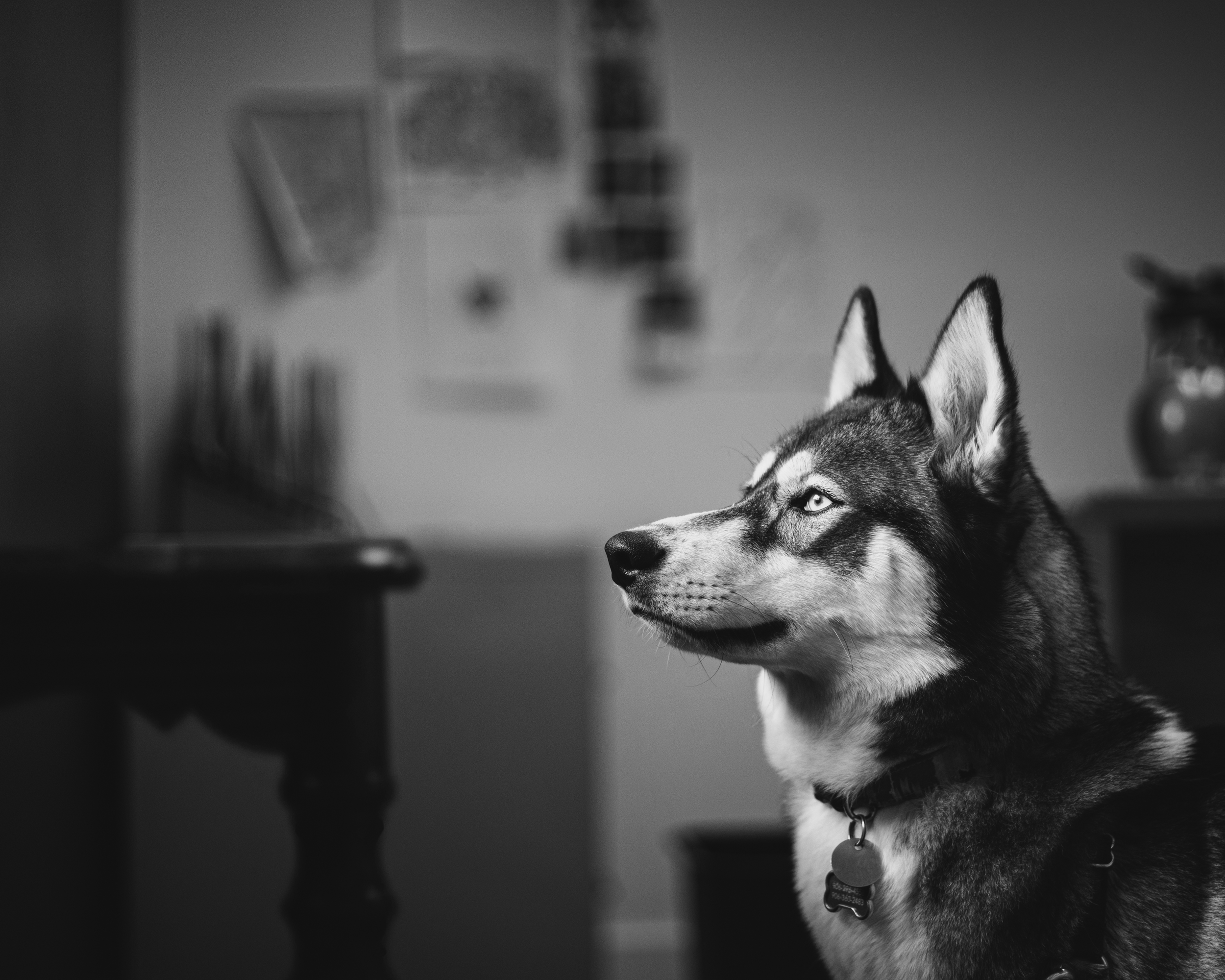 A black and white photo of a Siberian Husky dog with blue eyes, looking to the right, indoors near a wall with blurred objects in the background.