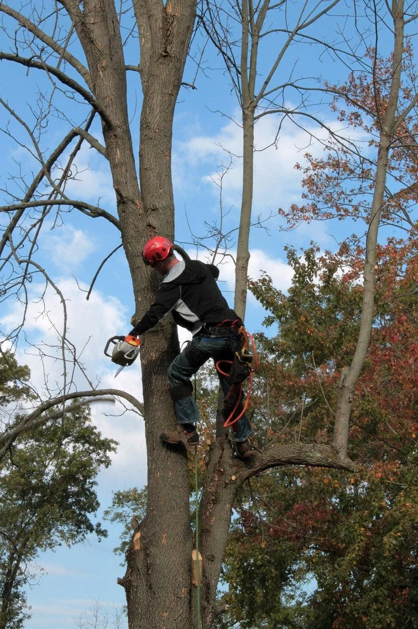 tree-work-02.jpg