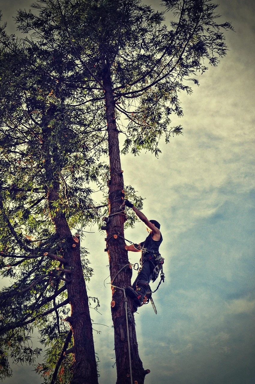 tree-before-01.jpg