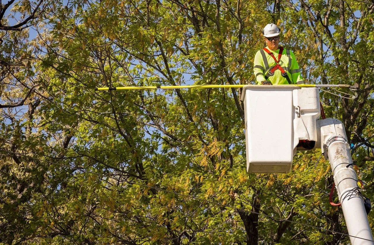 tree-work-01.jpg