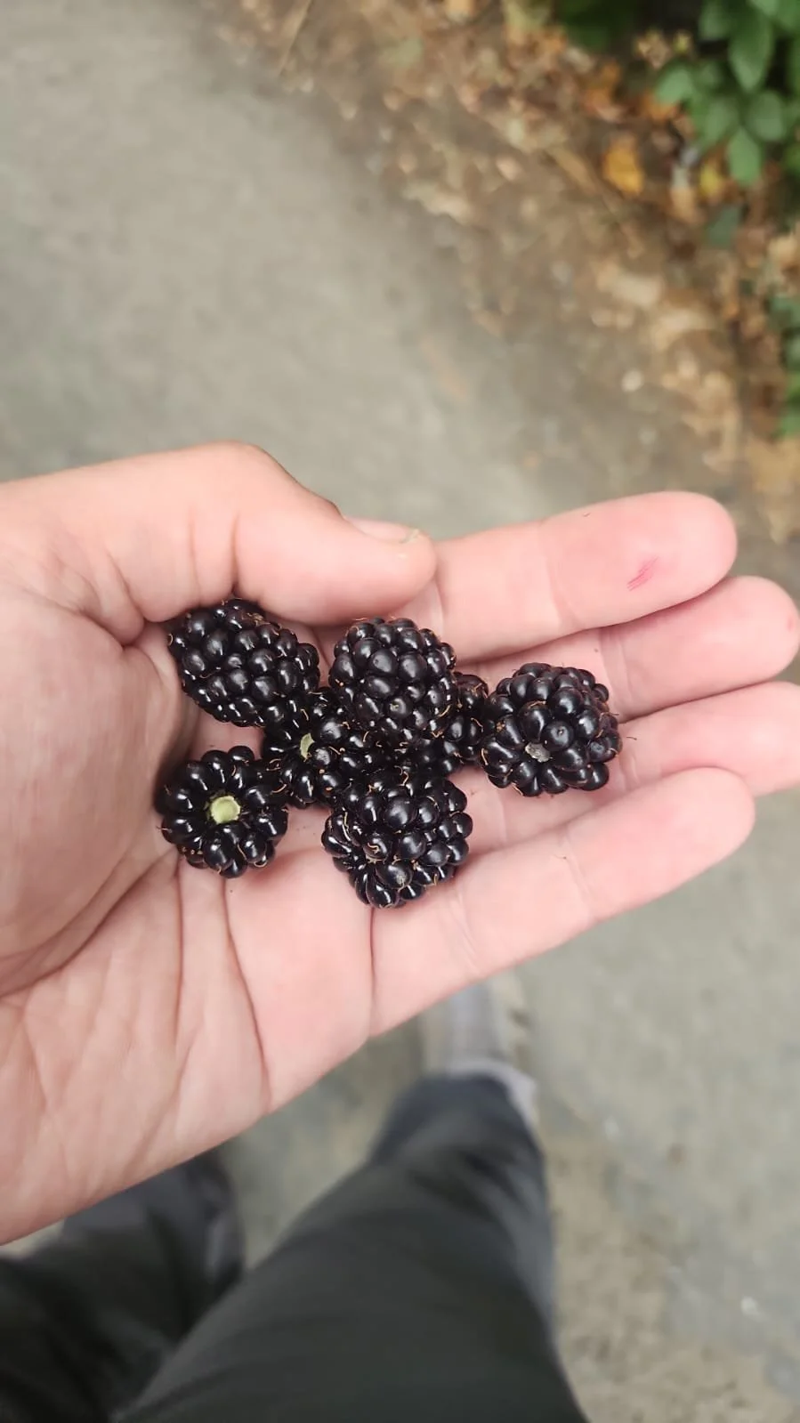 Field Notes - July ‘26 - Berries Out of Reach
