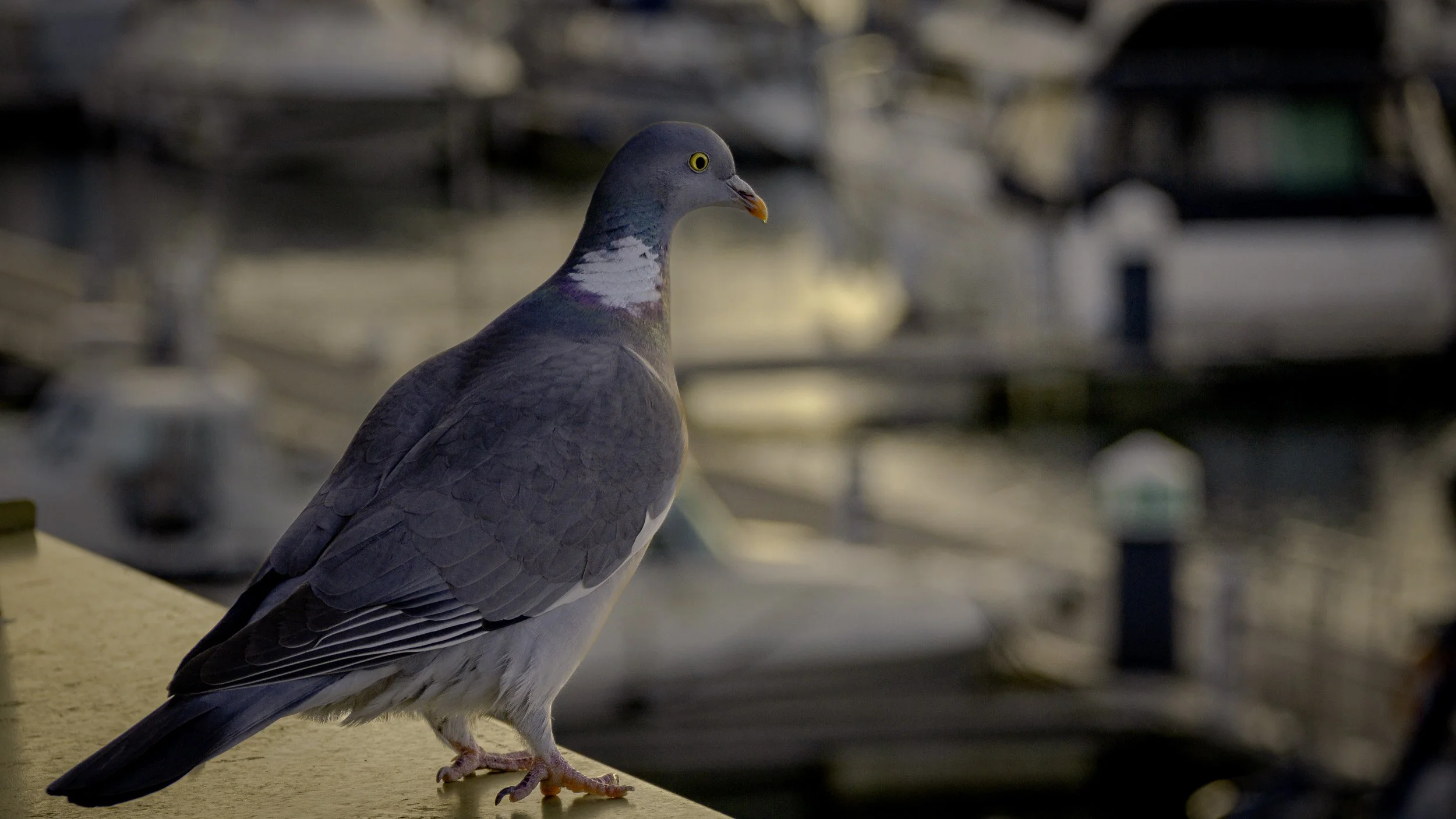 A pigeon perched on a ledge with a blurred background of what appears to be an urban environment, possibly a city street or park.