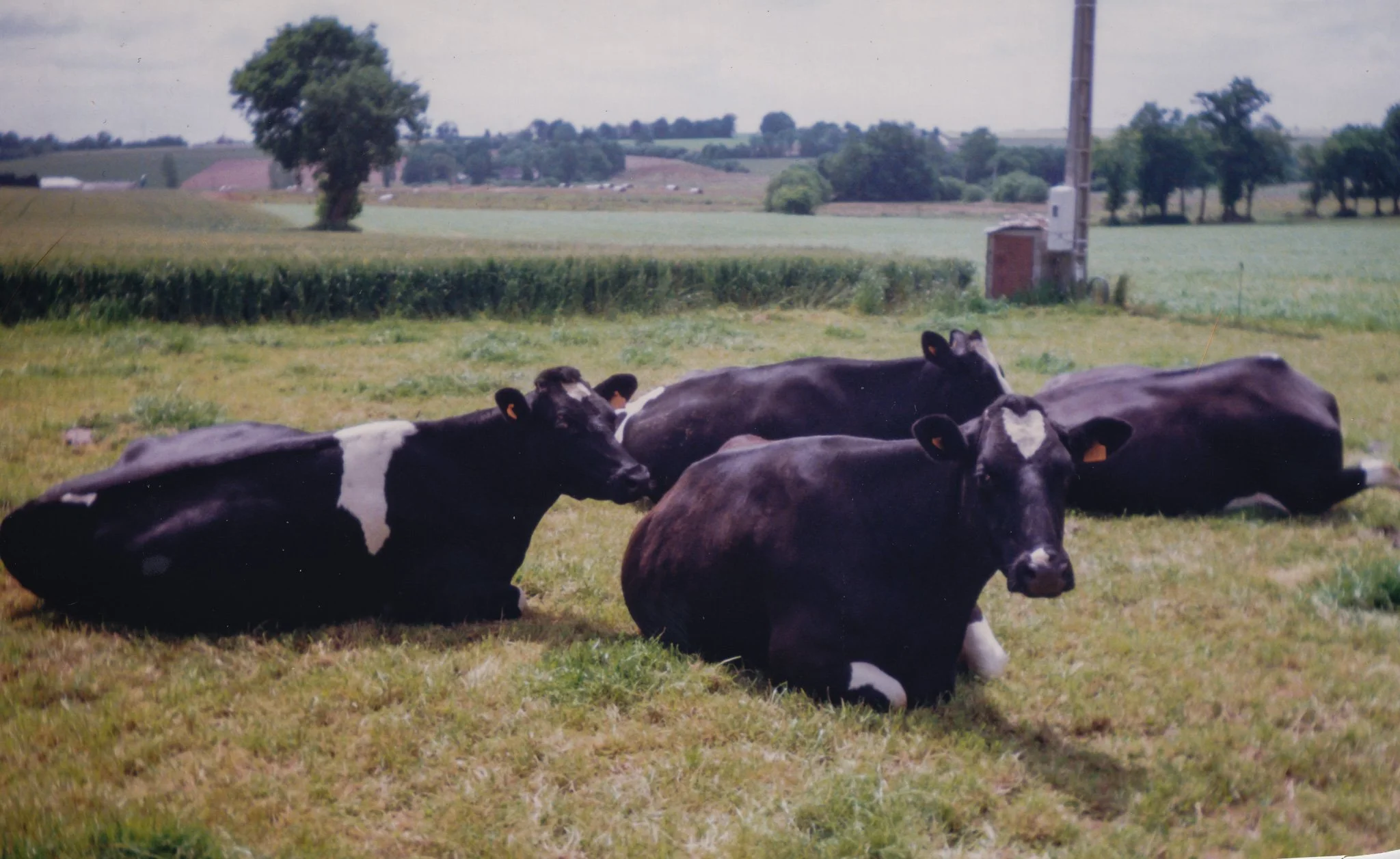 A group of black and white cows lying on green grass in a field with trees, a utility pole, and a distant farm landscape in the background.