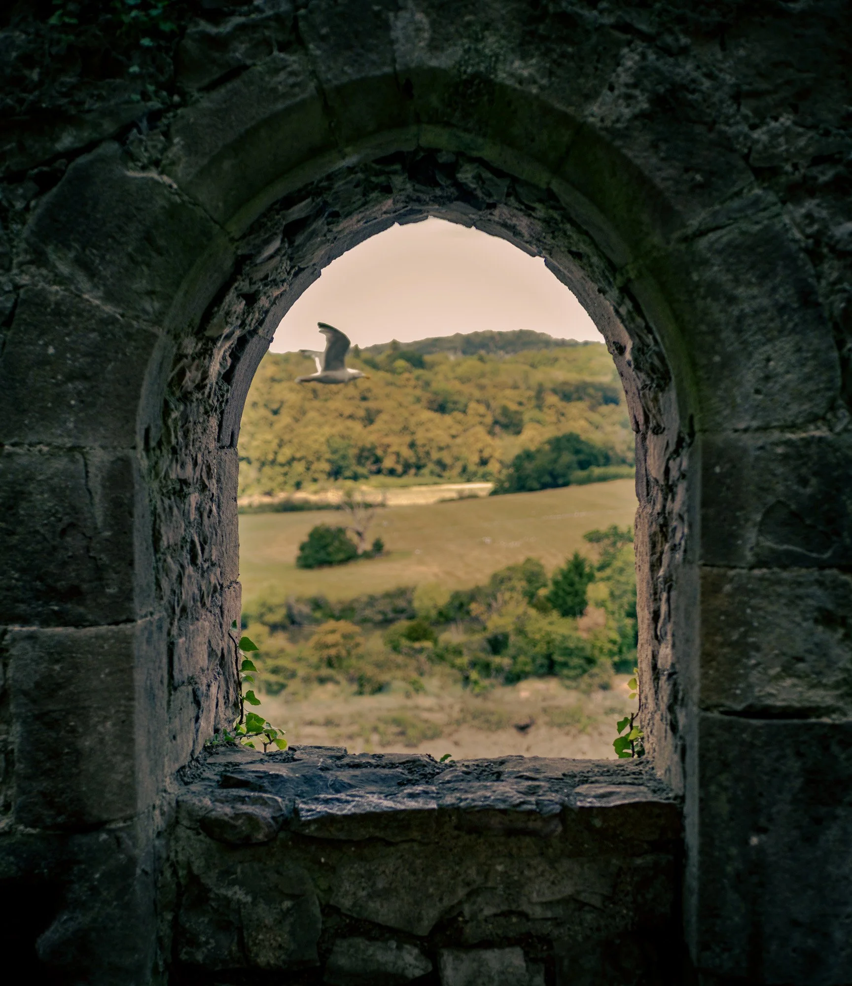 A view through an old stone archway showing a bird flying over a green landscape with trees and hills.