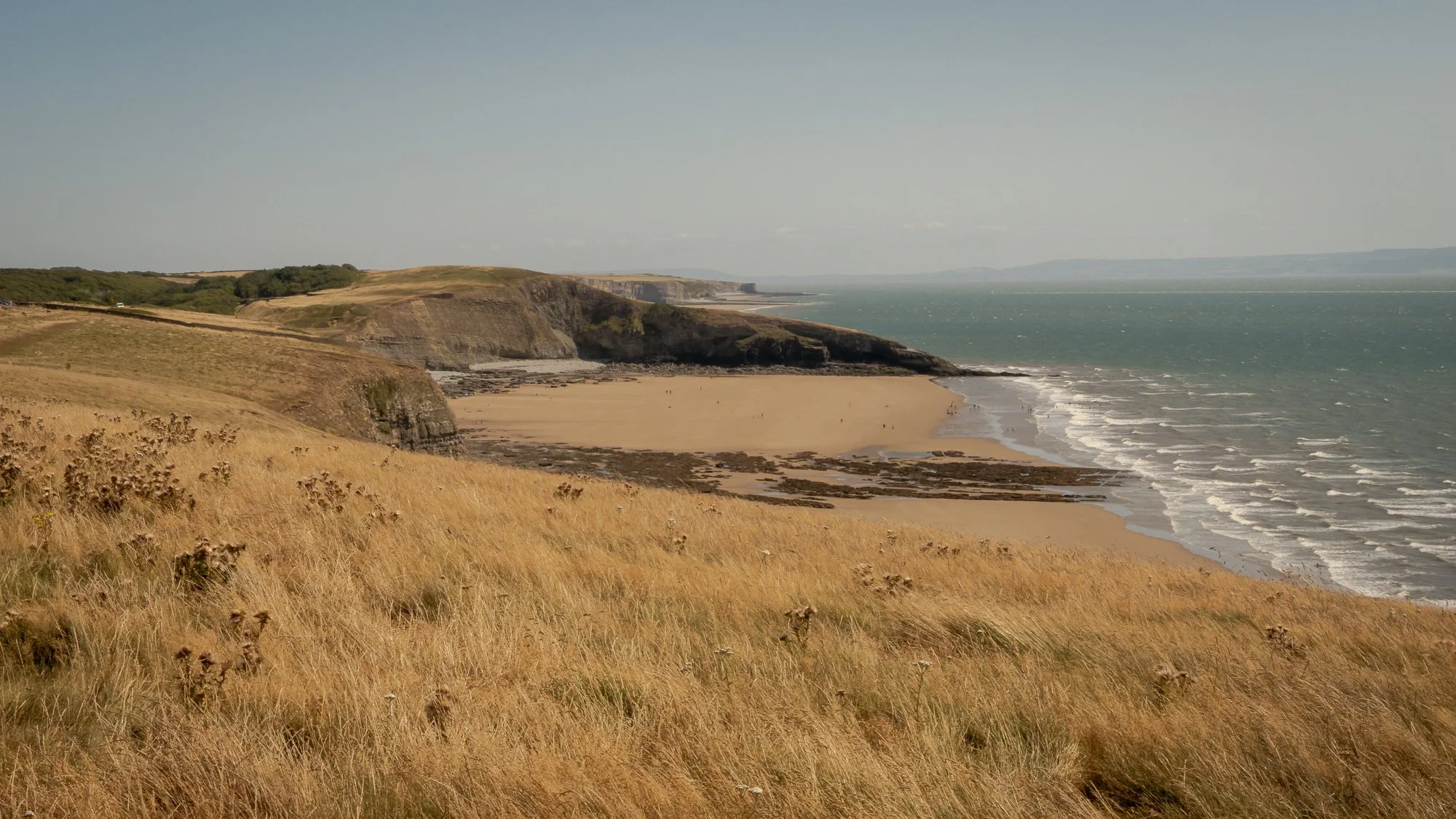 Scenic view of a coastline with tall golden grass in the foreground, cliffs in the middle distance, and a sandy beach along the ocean, under a clear sky.