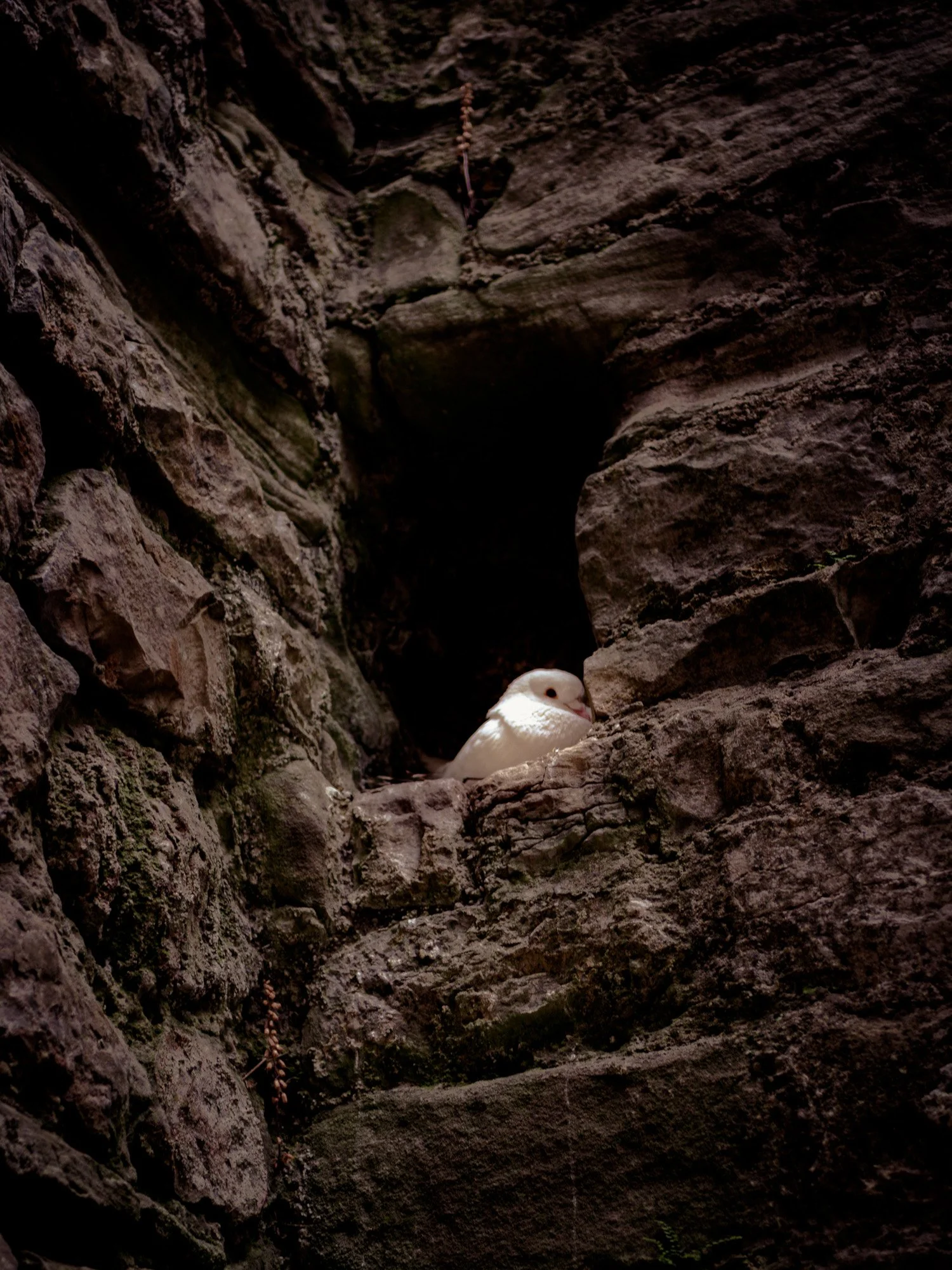 A small white bird with a rounded head and beak, possibly a dove, resting among dark, rugged rocks that form a cave or crevice, with some small plants or moss growing on the rocks.