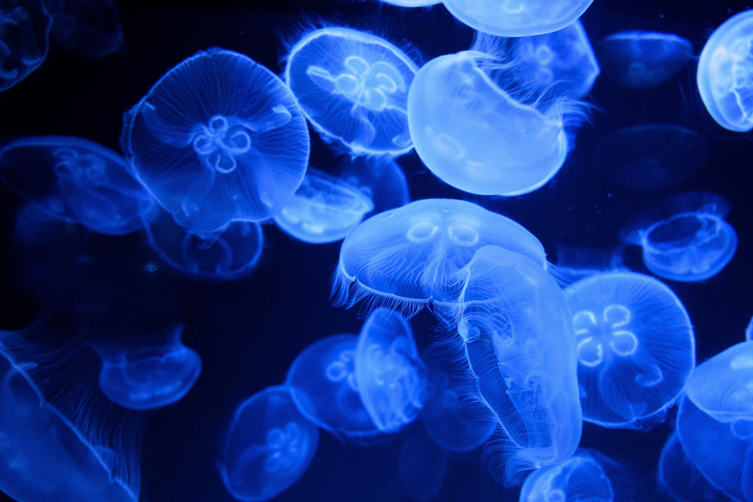 Multiple glowing jellyfish in shades of blue floating in dark water.