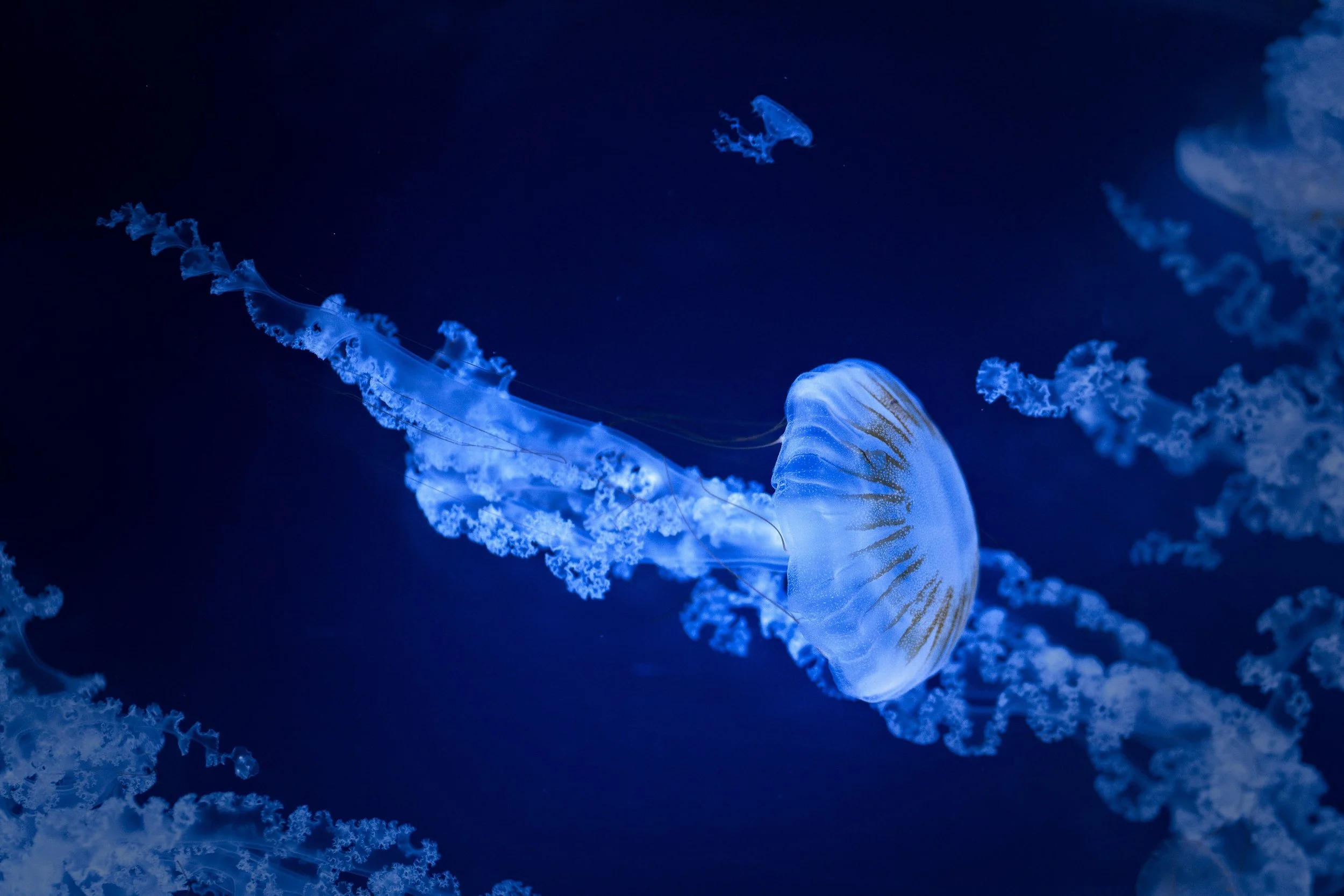 Jellyfish swimming in a dark blue ocean, glowing with a blue hue.