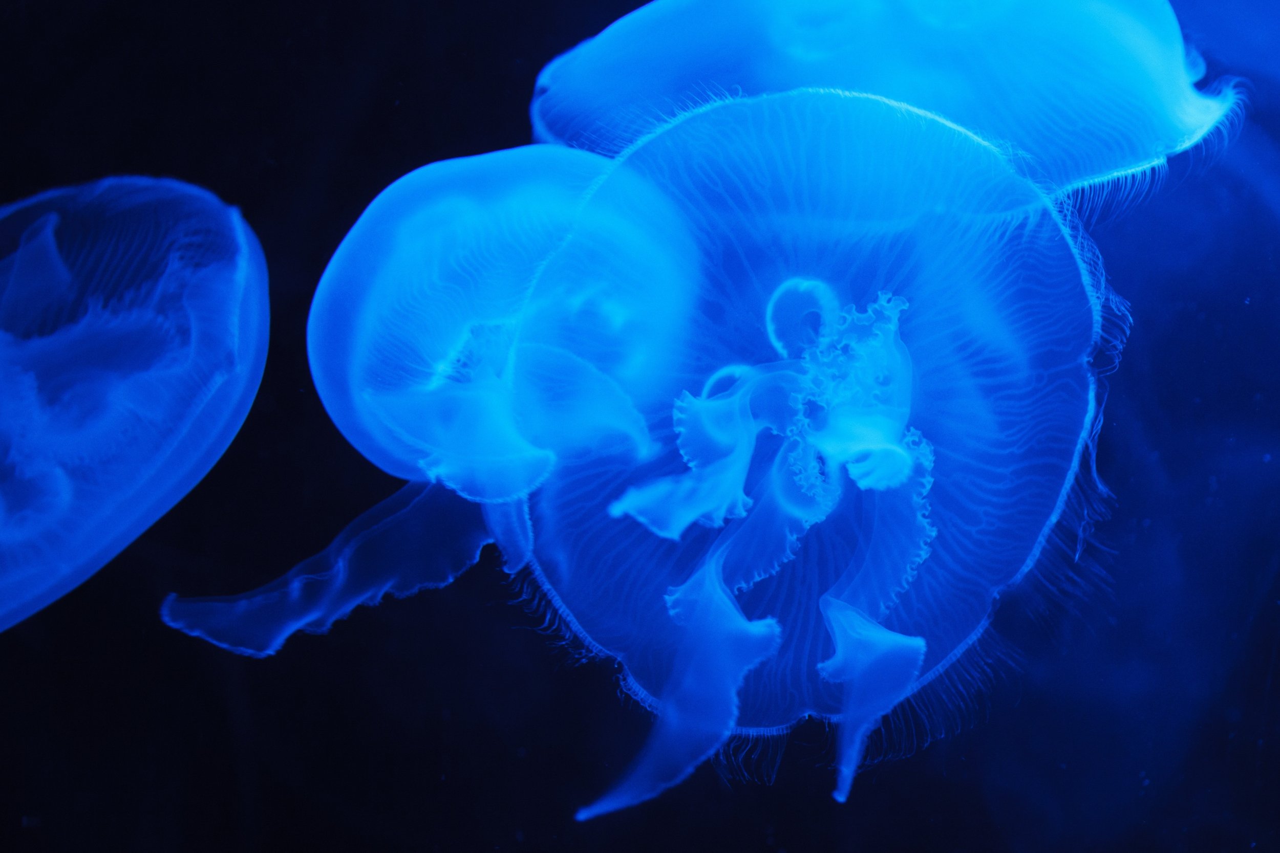 Glow-in-the-dark jellyfish with translucent bodies and long, flowing tentacles, illuminated in bright blue against a dark background.