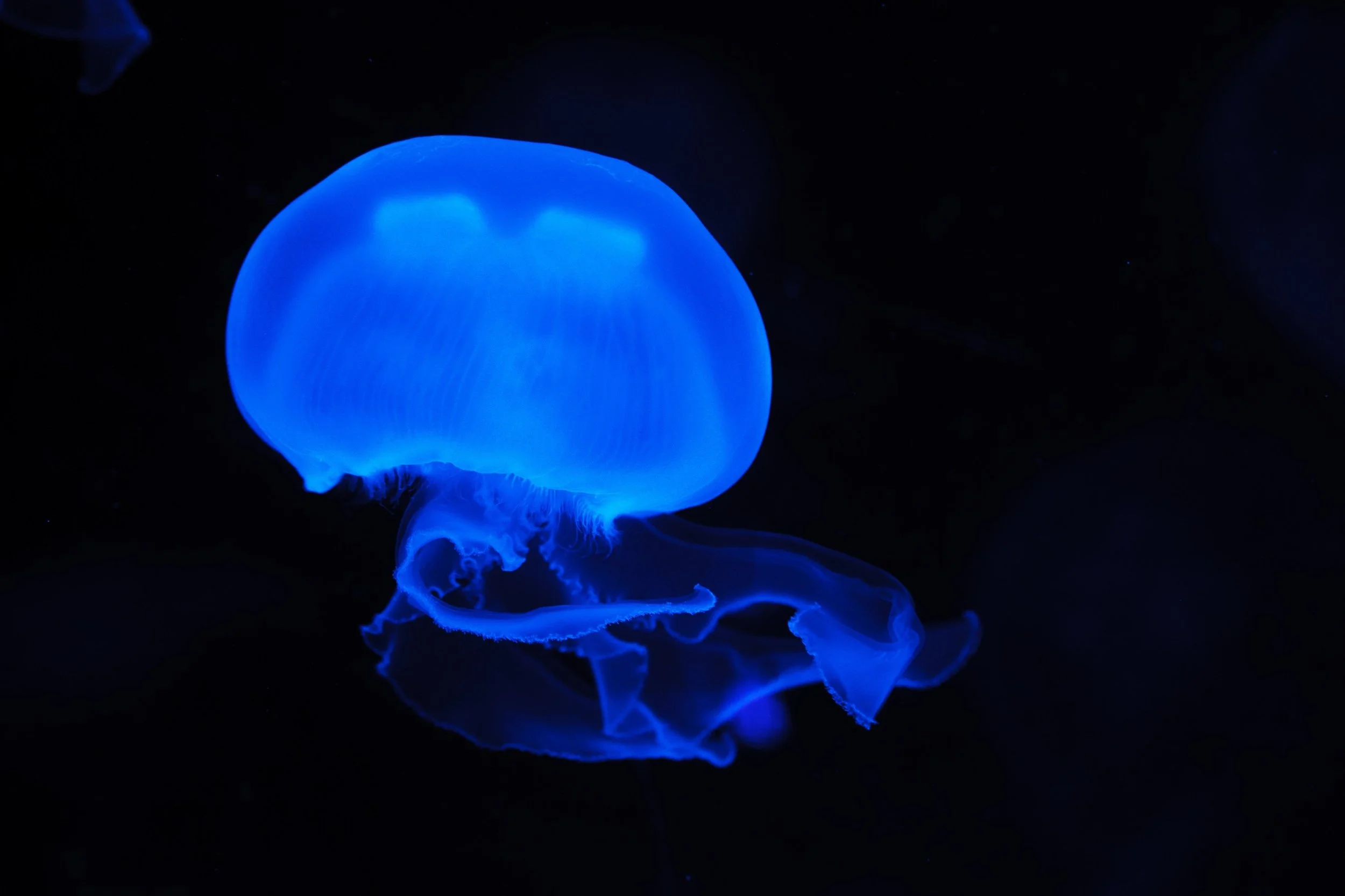 A glowing blue jellyfish floating in dark water.