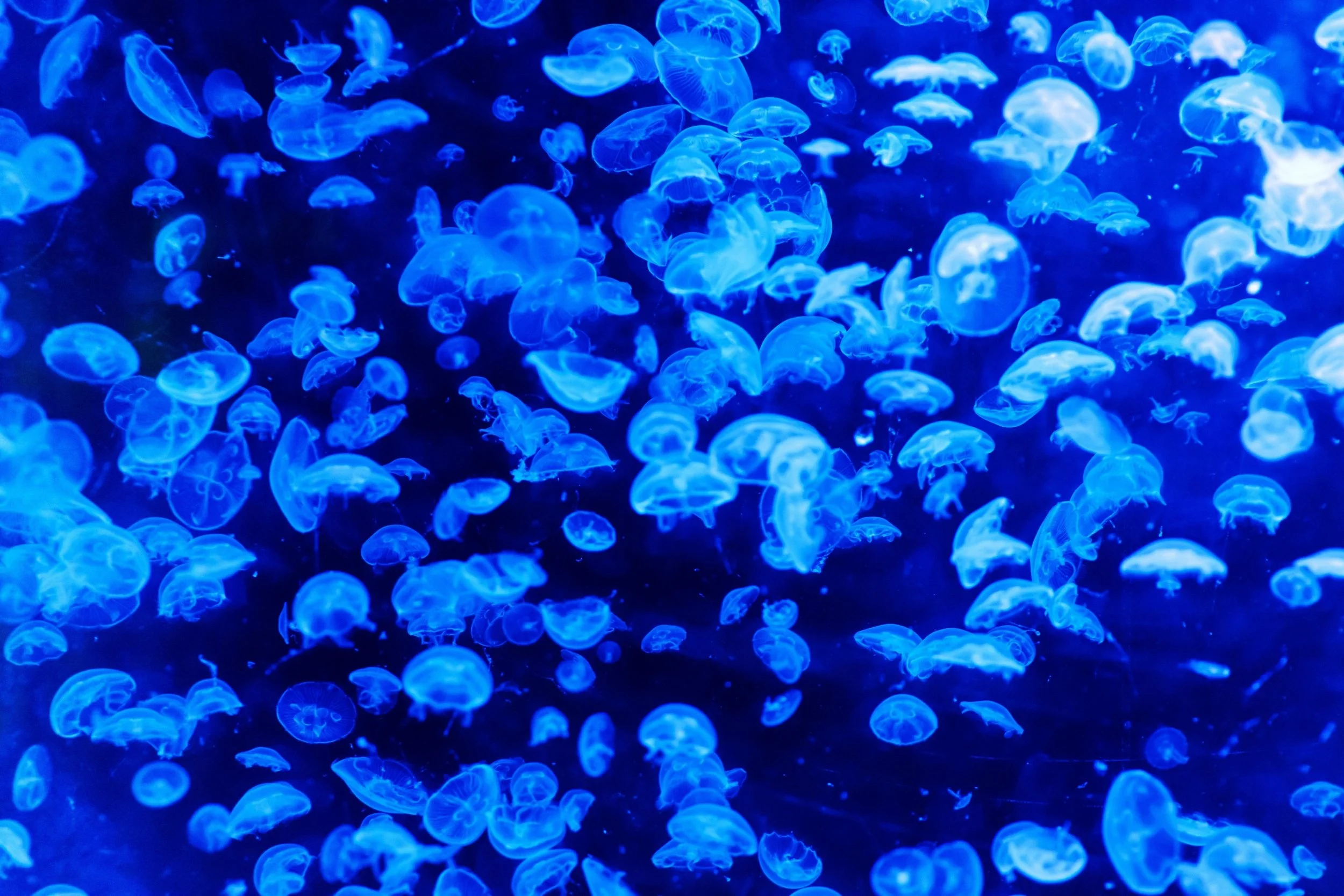 Many small jellyfish glowing blue in an aquarium