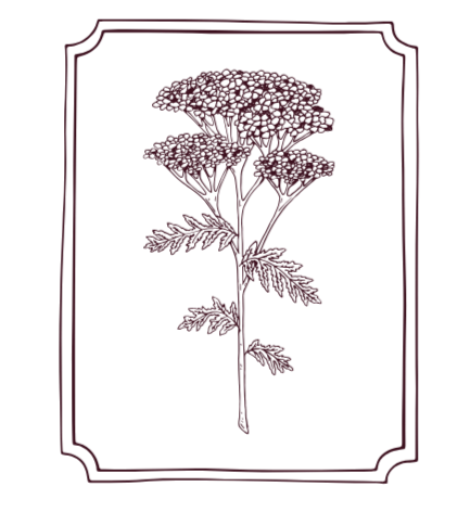Red and white illustration of yarrow in an ornate box.