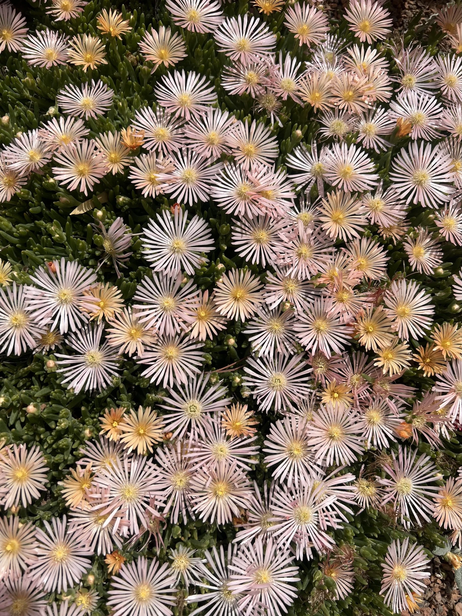 Close-up view of numerous pink and yellow daisy-like flowers with green foliage in the background.