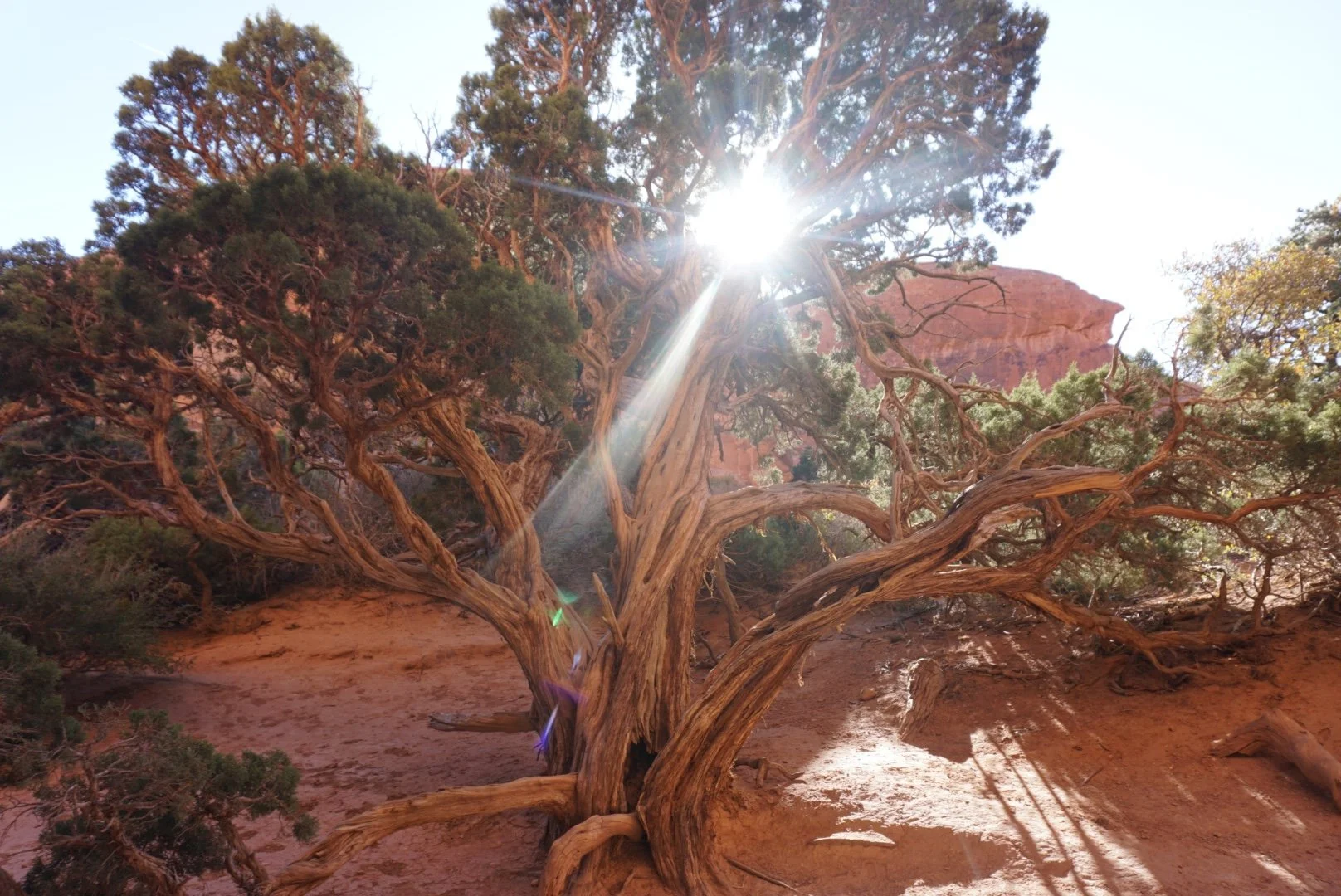 A large twisted tree with green leaves in a desert landscape, sunlight shining through the branches, with red rock formations in the background.