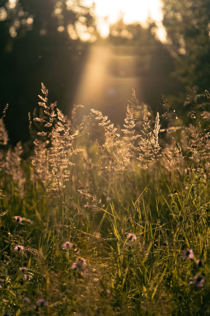 Sunlight shining through tall grass and wildflowers in a field during sunset or sunrise.