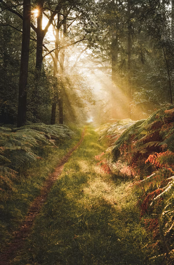 Sunlight filtering through trees onto a grassy trail in a dense forest with ferns lining the path.