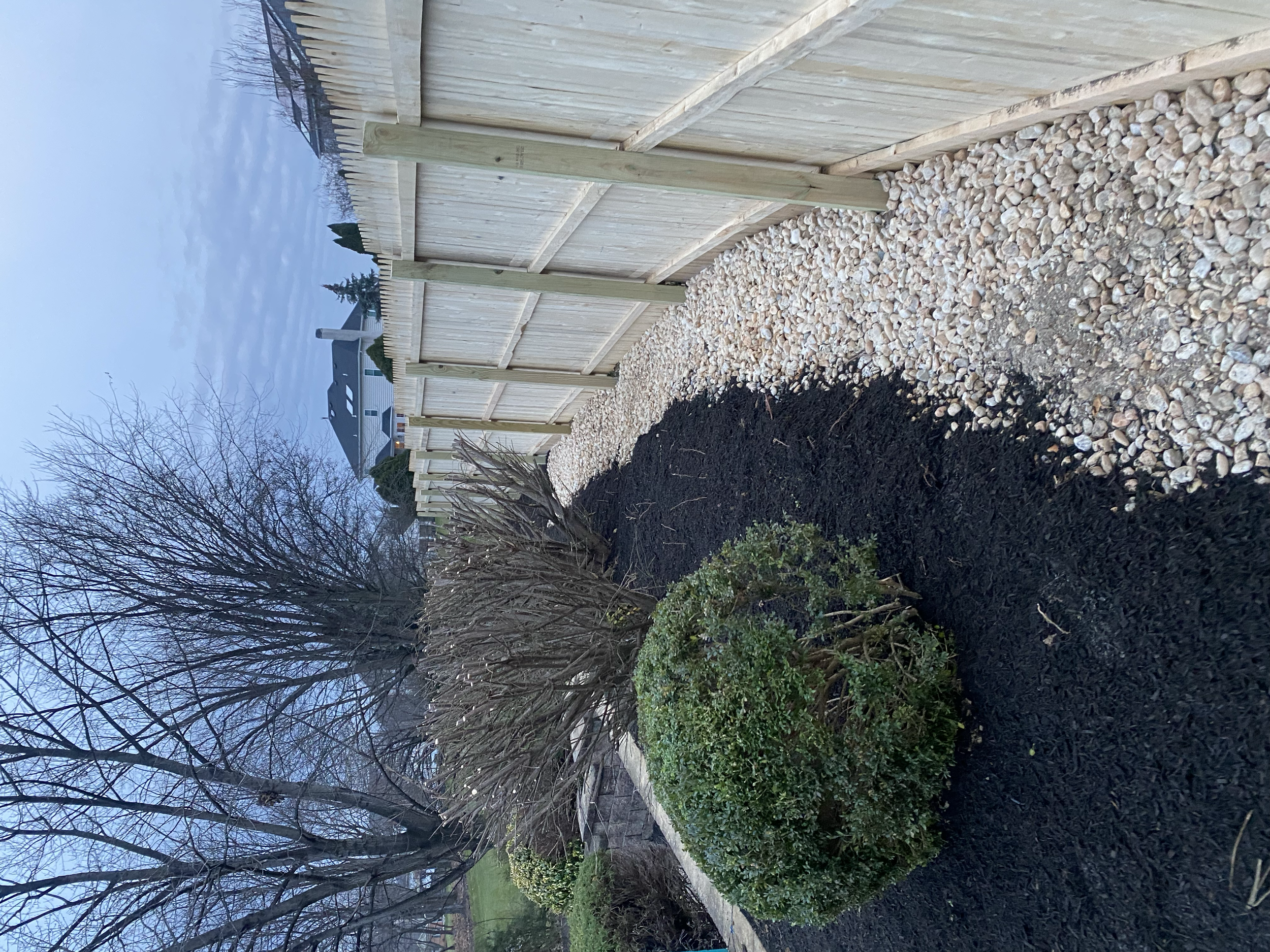 A backyard with a new wooden fence on the right, a small bush in the foreground, and a large leafless tree on the left. In the background are neighboring houses and a cloudy sky.