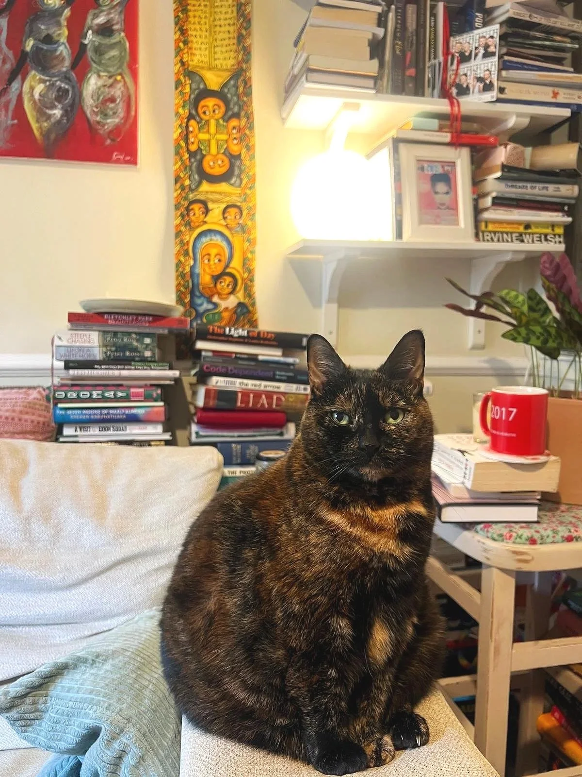Cleopatra the cat has black and brown fur with an orange patch on her chest. She sits on the arm of a cream sofa in front of bookshelves.