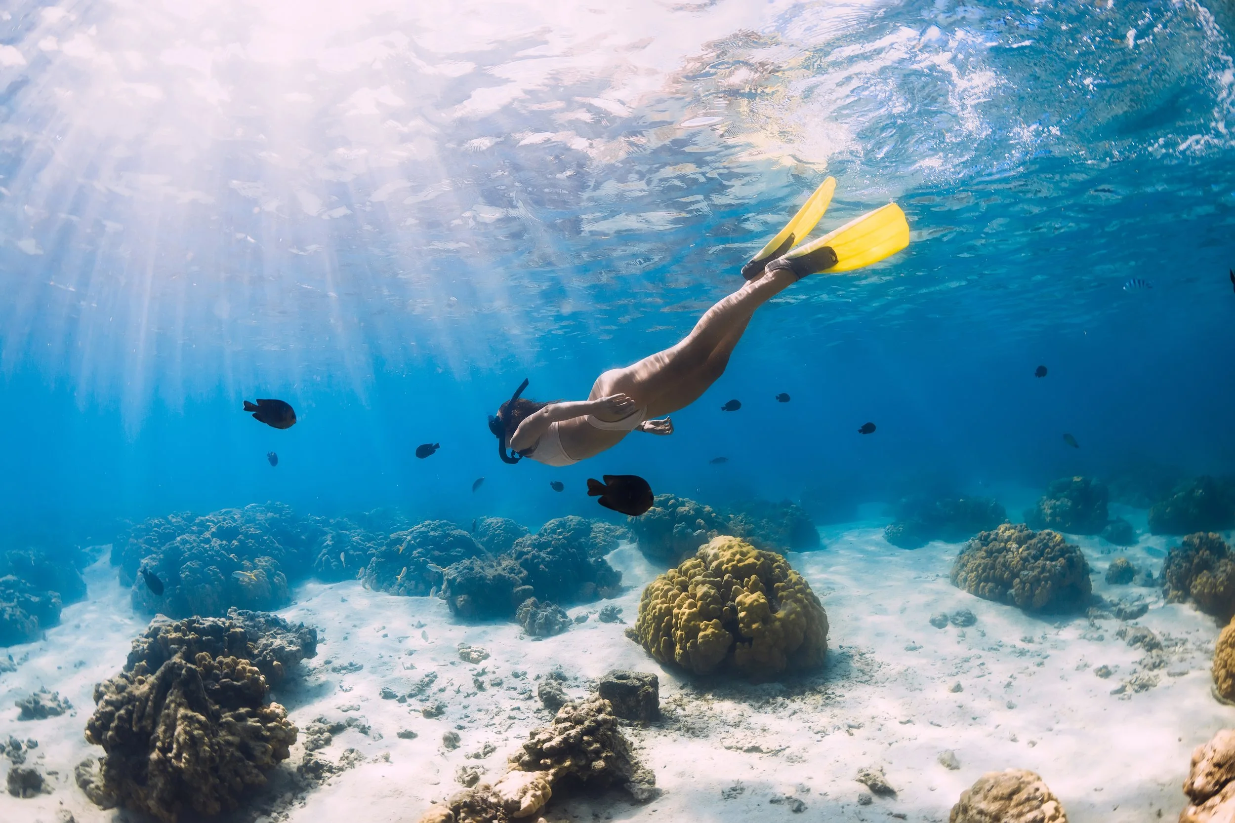 vecteezy_woman-freediver-swimming-over-with-yellow-fins-in-ocean_45789295.jpg