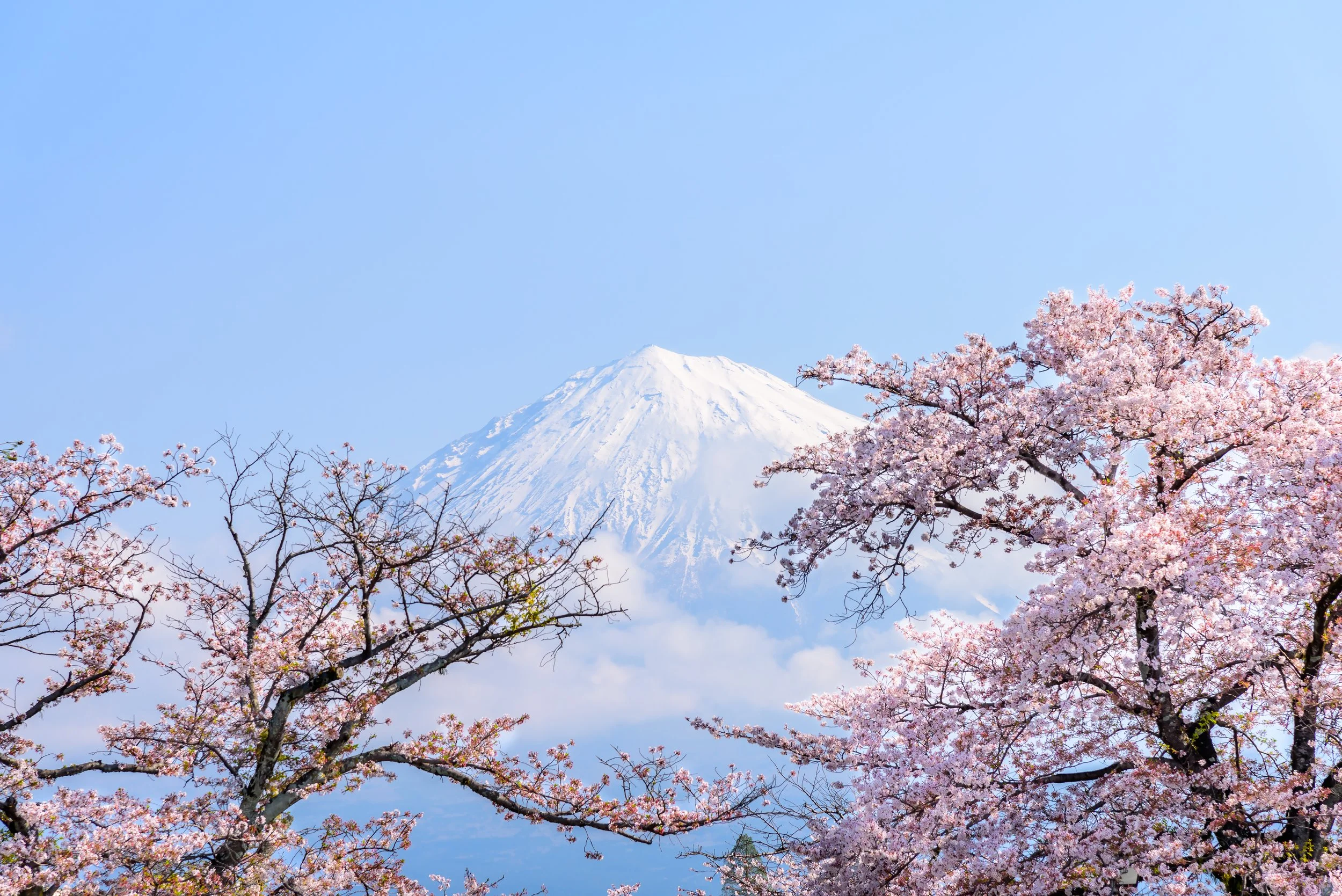 vecteezy_fuji-snowcapped-mountain-and-cherry-blossom-sakura-tree_69152210.jpg