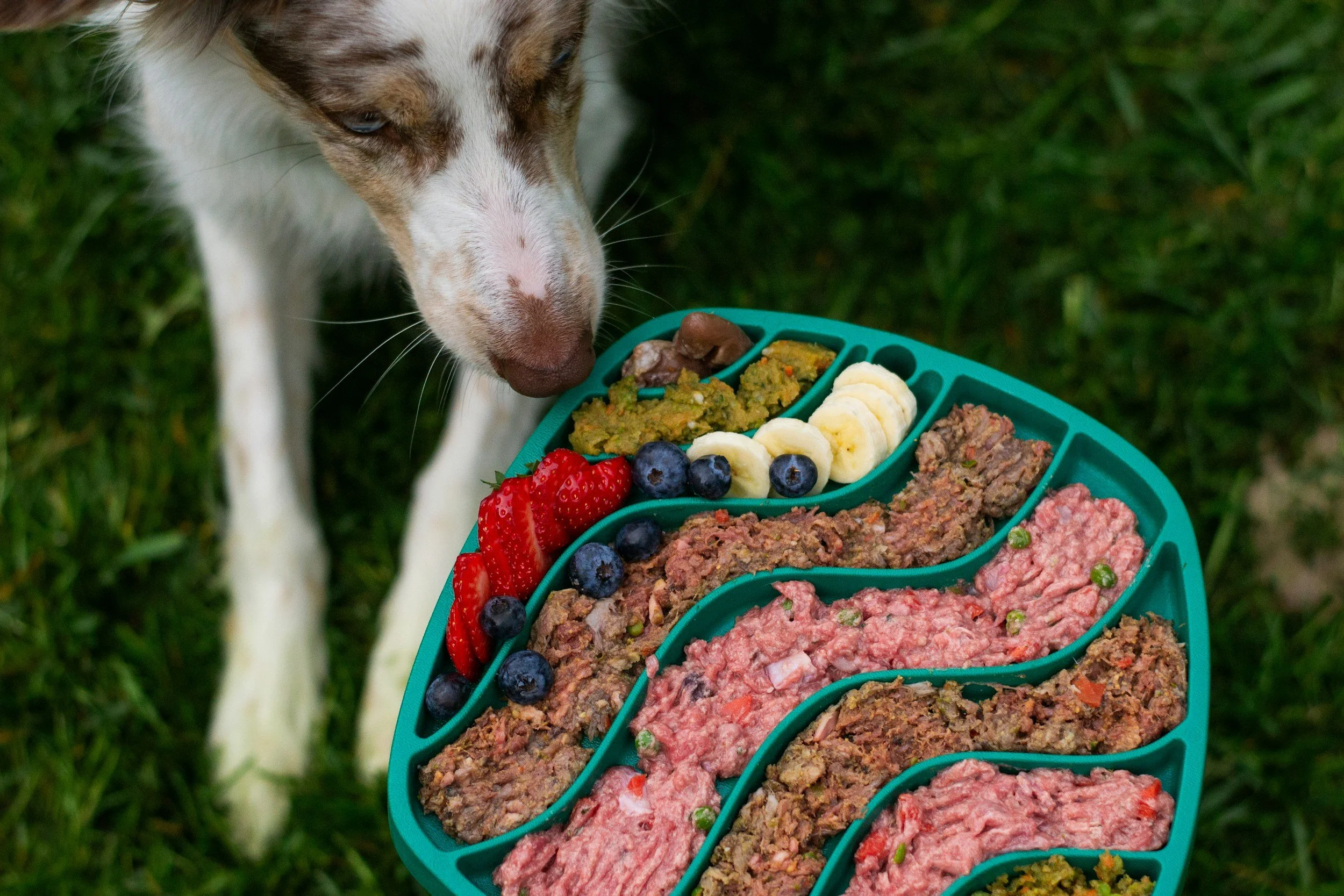 A dog with a white and brown fur coat, possibly a Border Collie mix, looks at a segmented teal dog food tray filled with various types of raw meat and fruits, including strawberries and blueberries, outdoors on green grass.